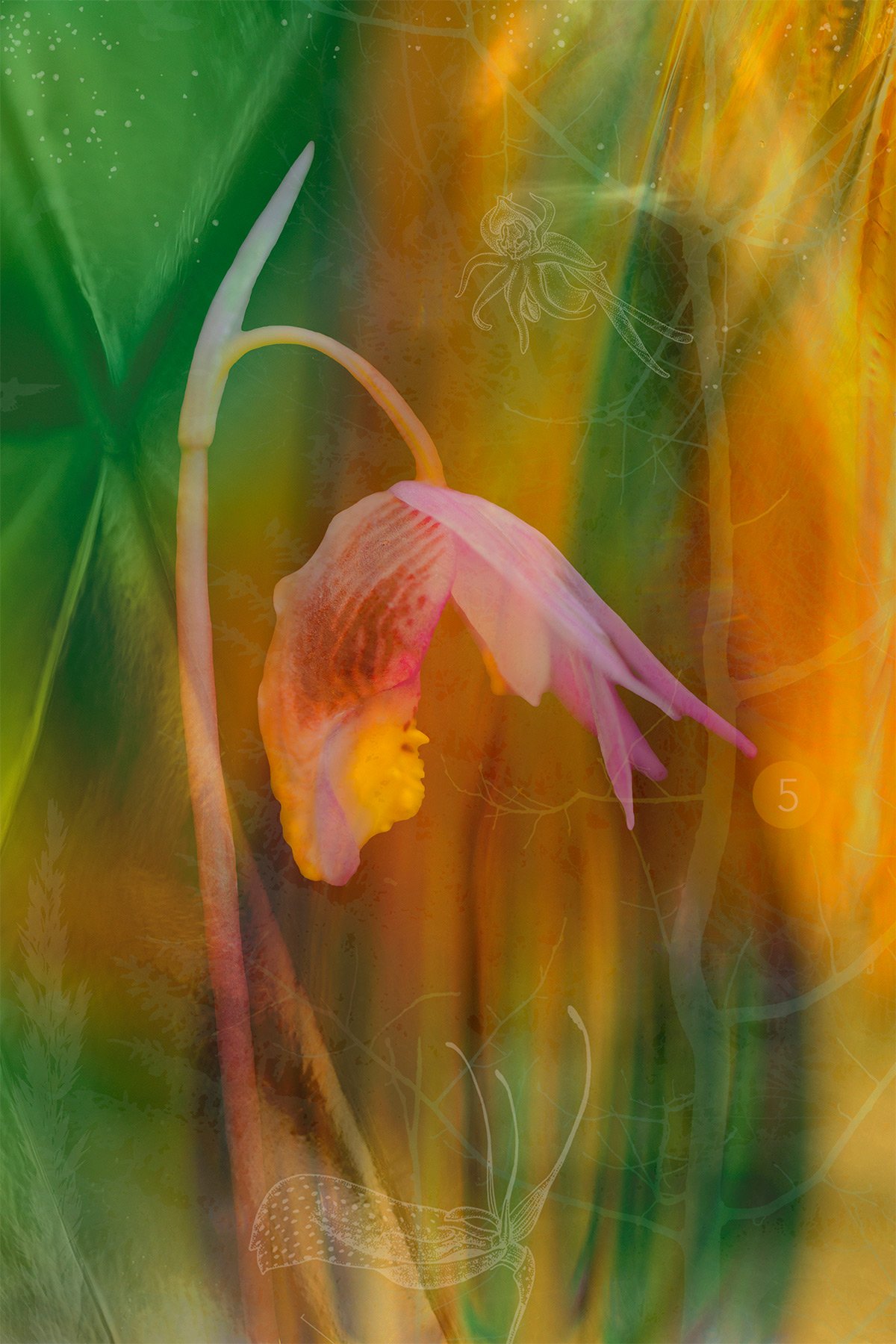 5-Blooming-calypso-venus.jpg