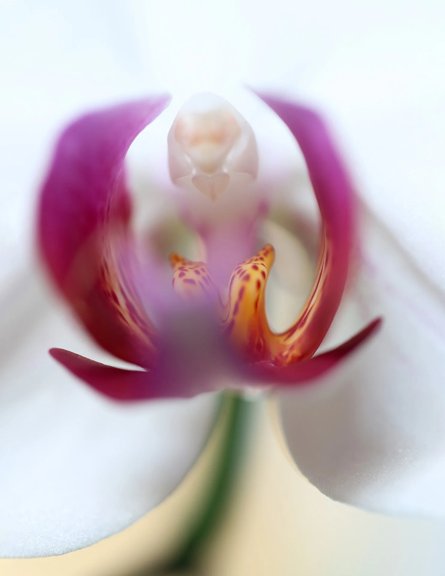 BOTANICA-Phaleonopsis.jpg