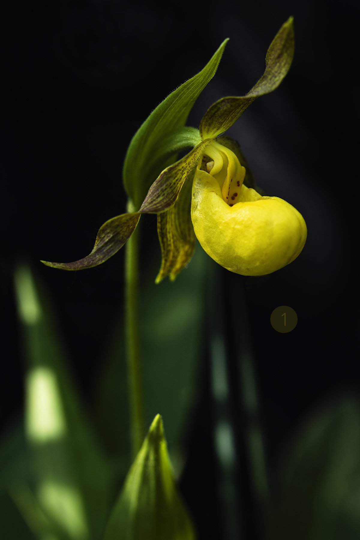 1-Yellow-Lady's-slipper.jpg
