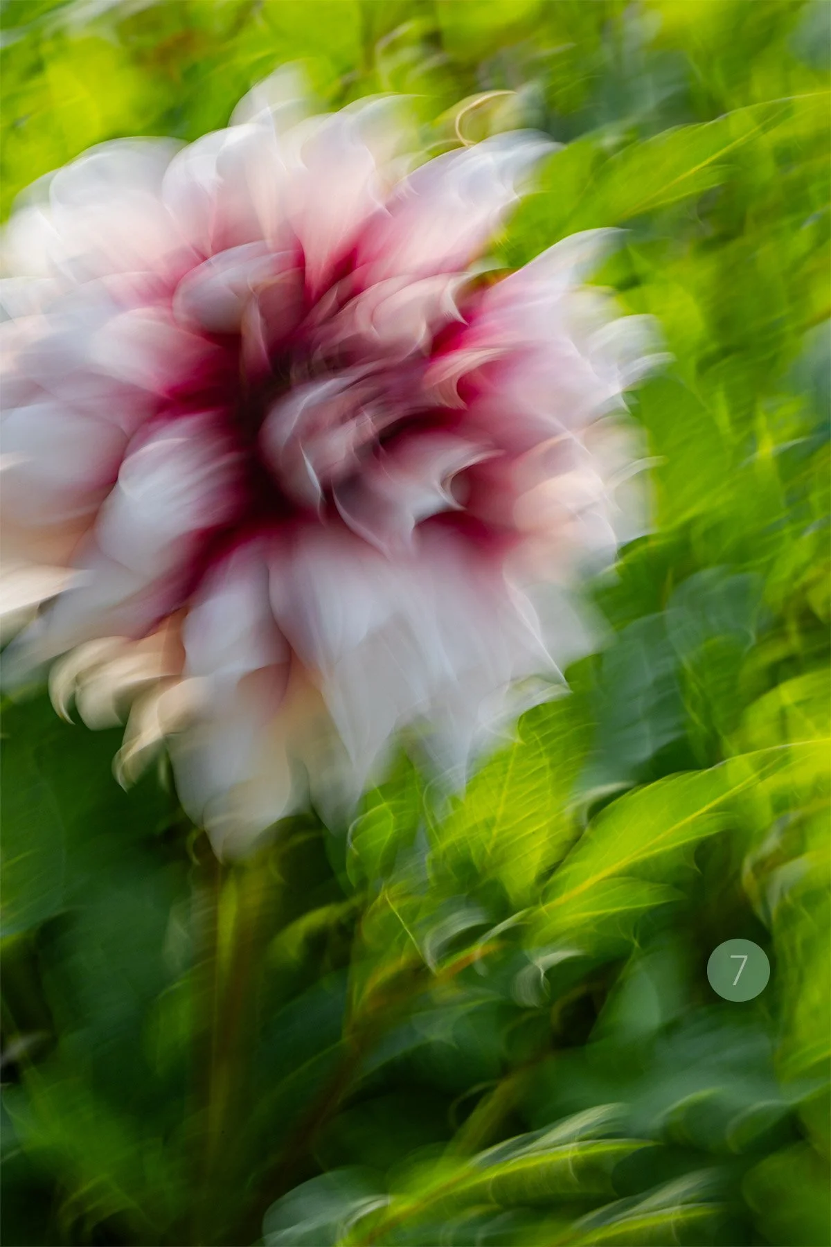 7-BOTGAR-DAHLIA.jpg
