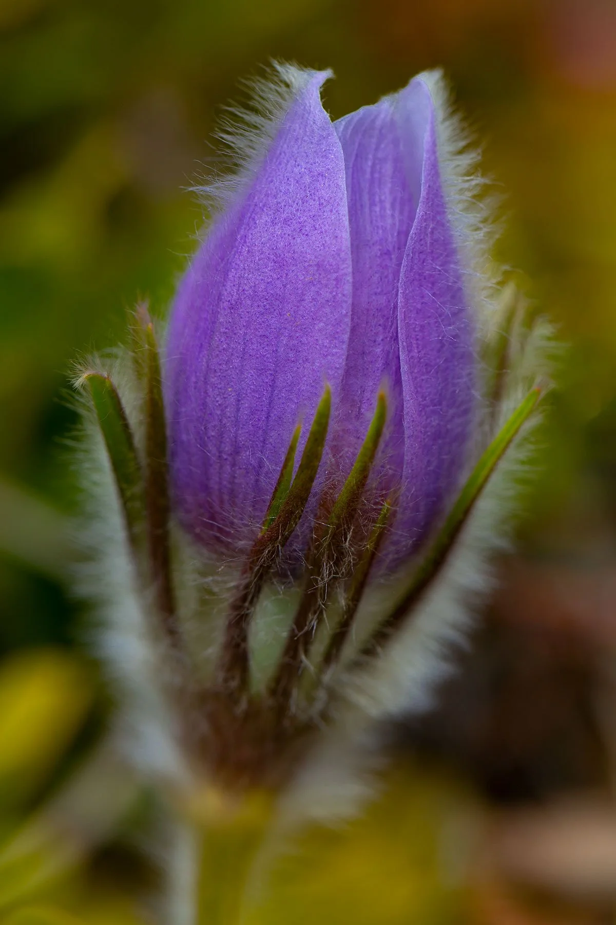 prairie-crocus.jpg