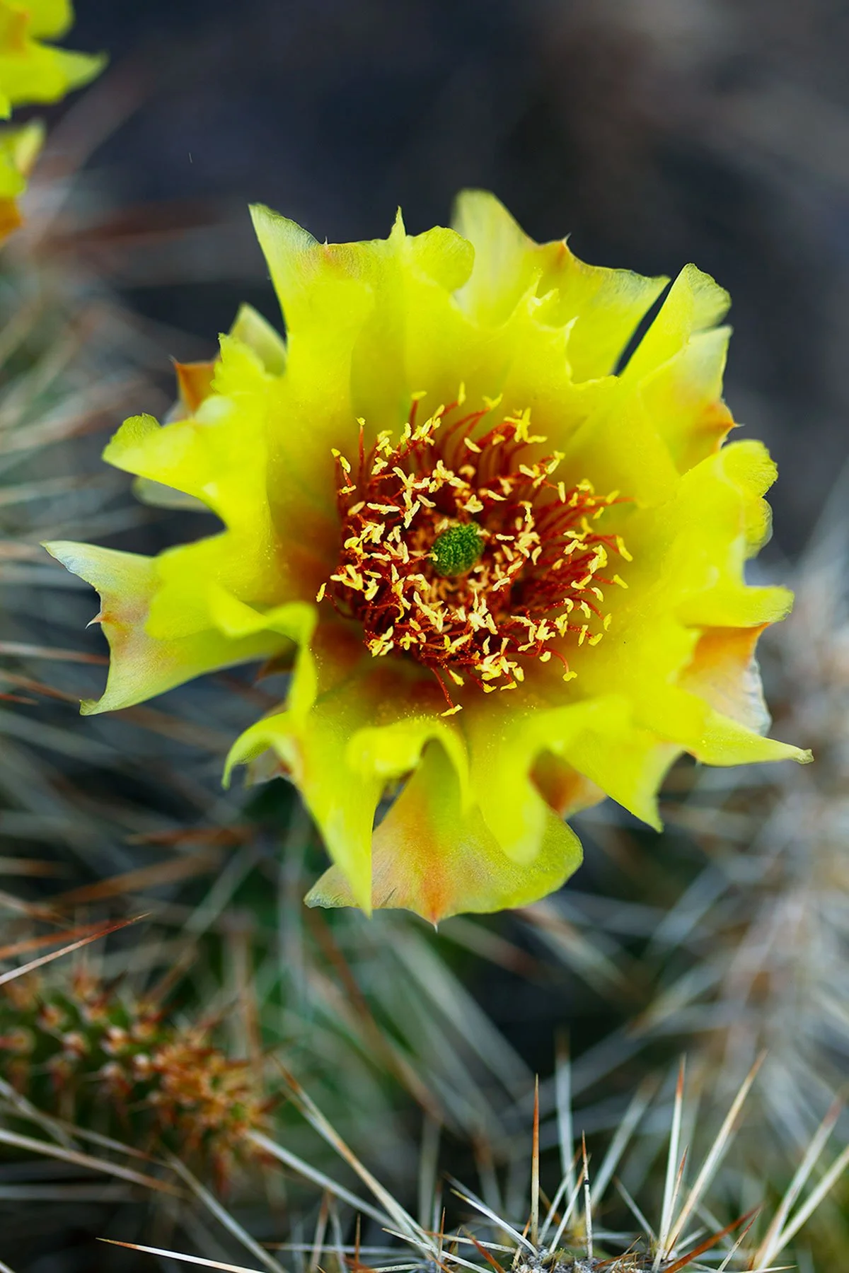 Pricklypear.jpg
