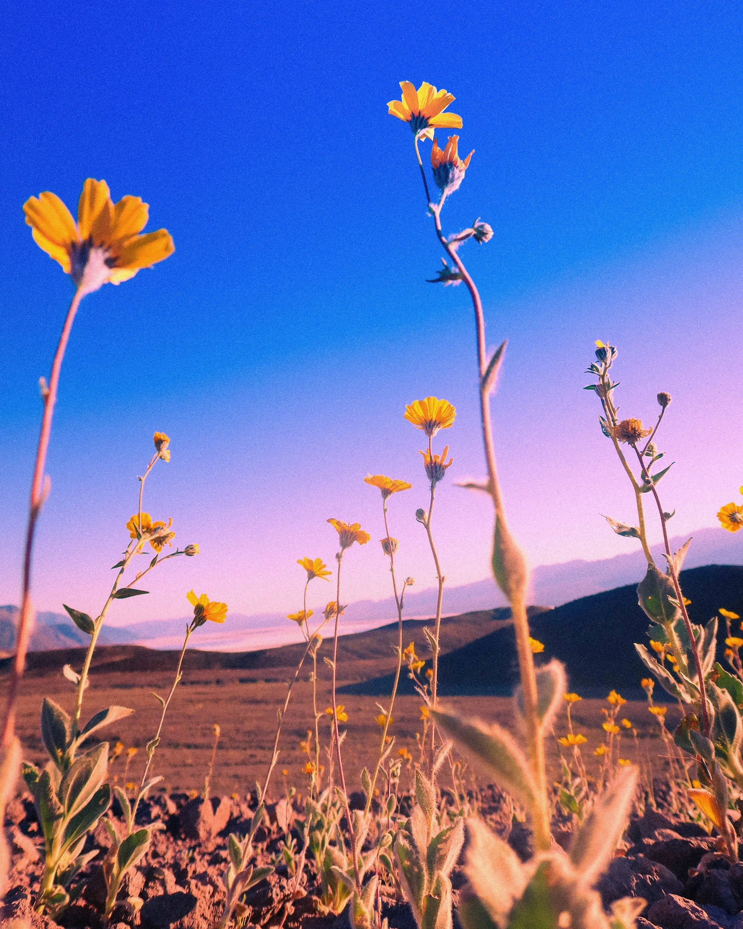 The Only Good Kind of Death