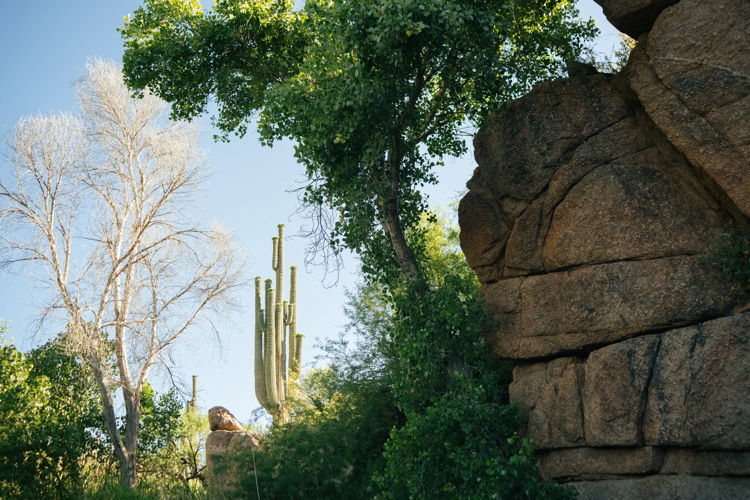 Trees of Arizona