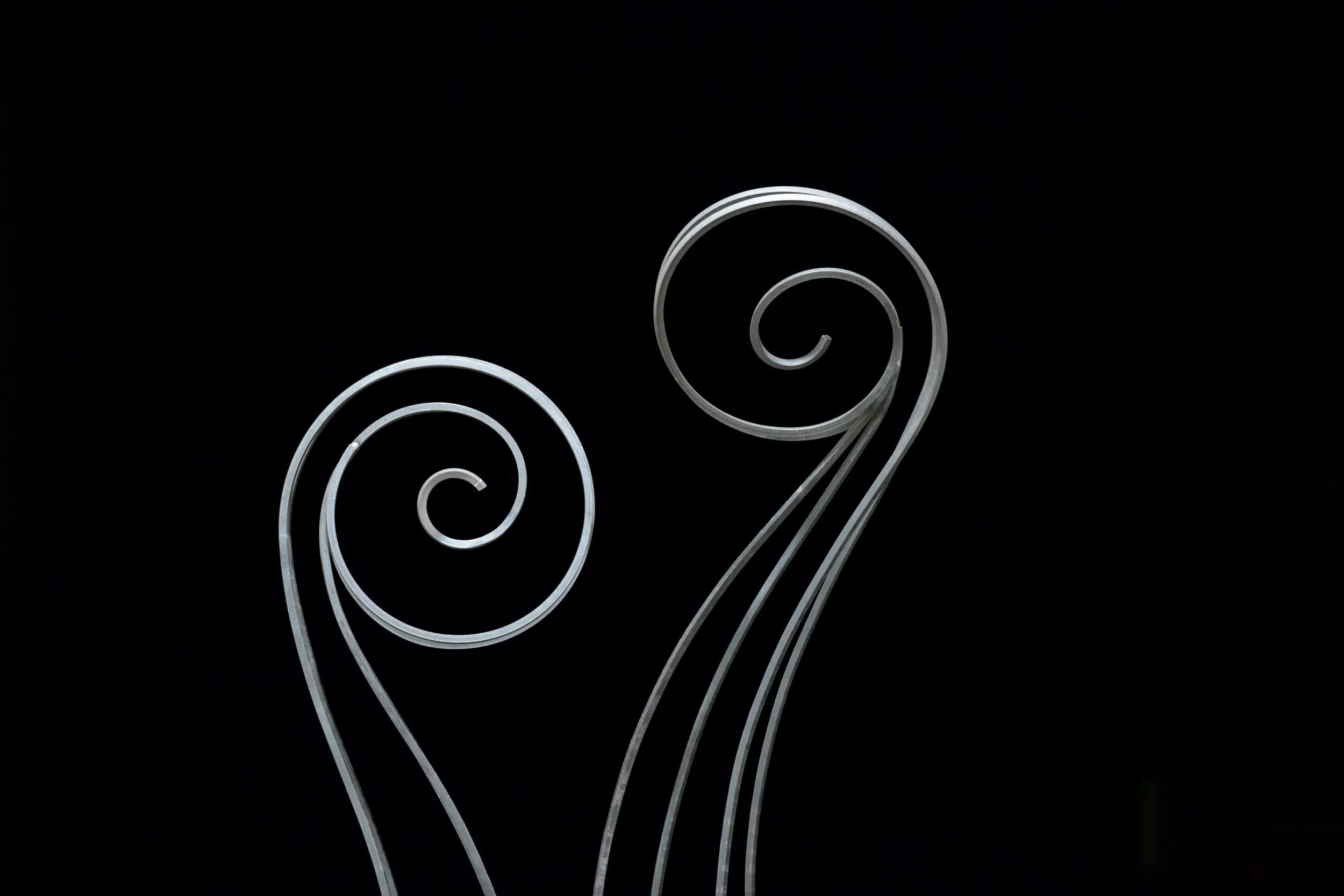 two opposing fiddleheads