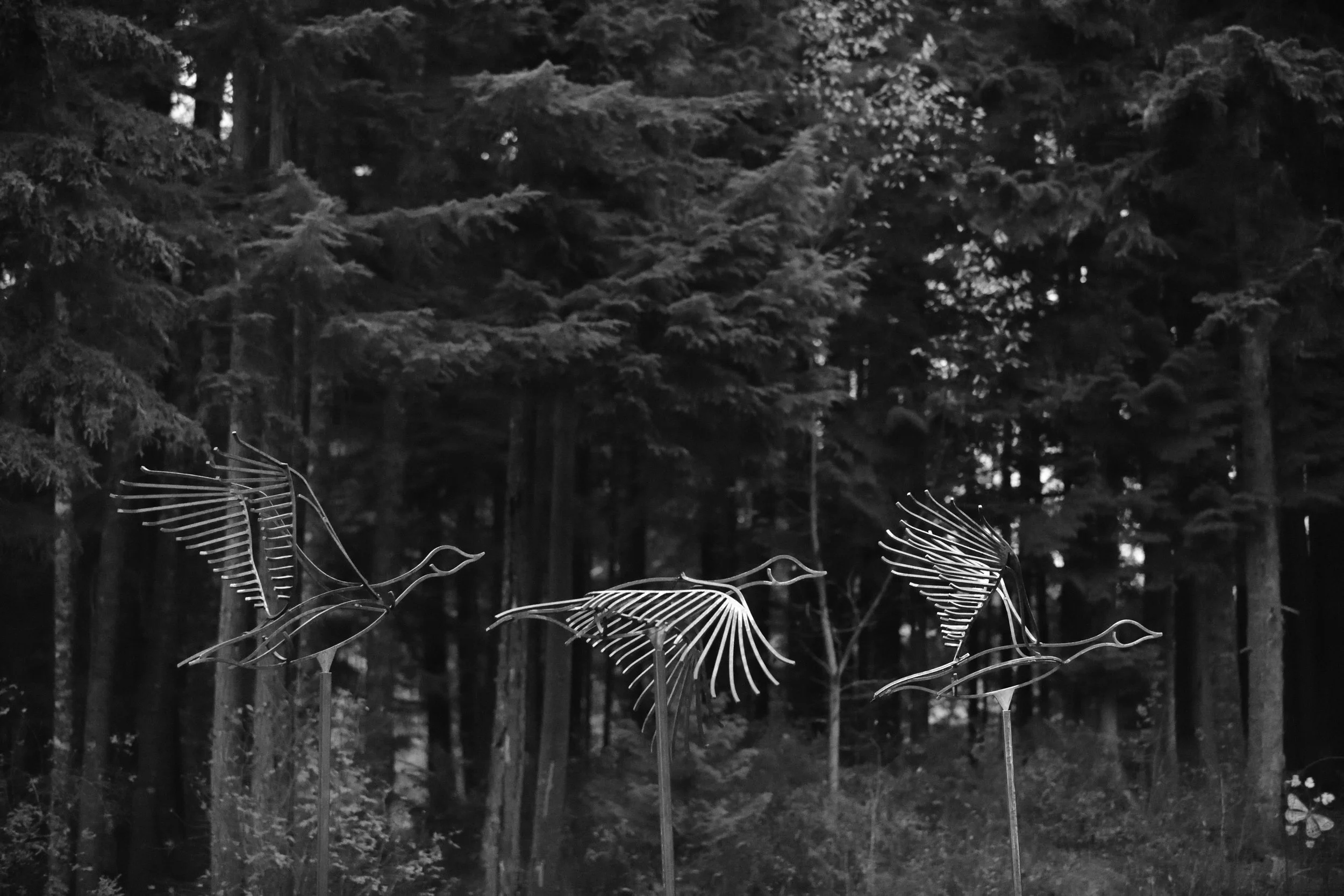 3 flying Canada geese, steel sculptures