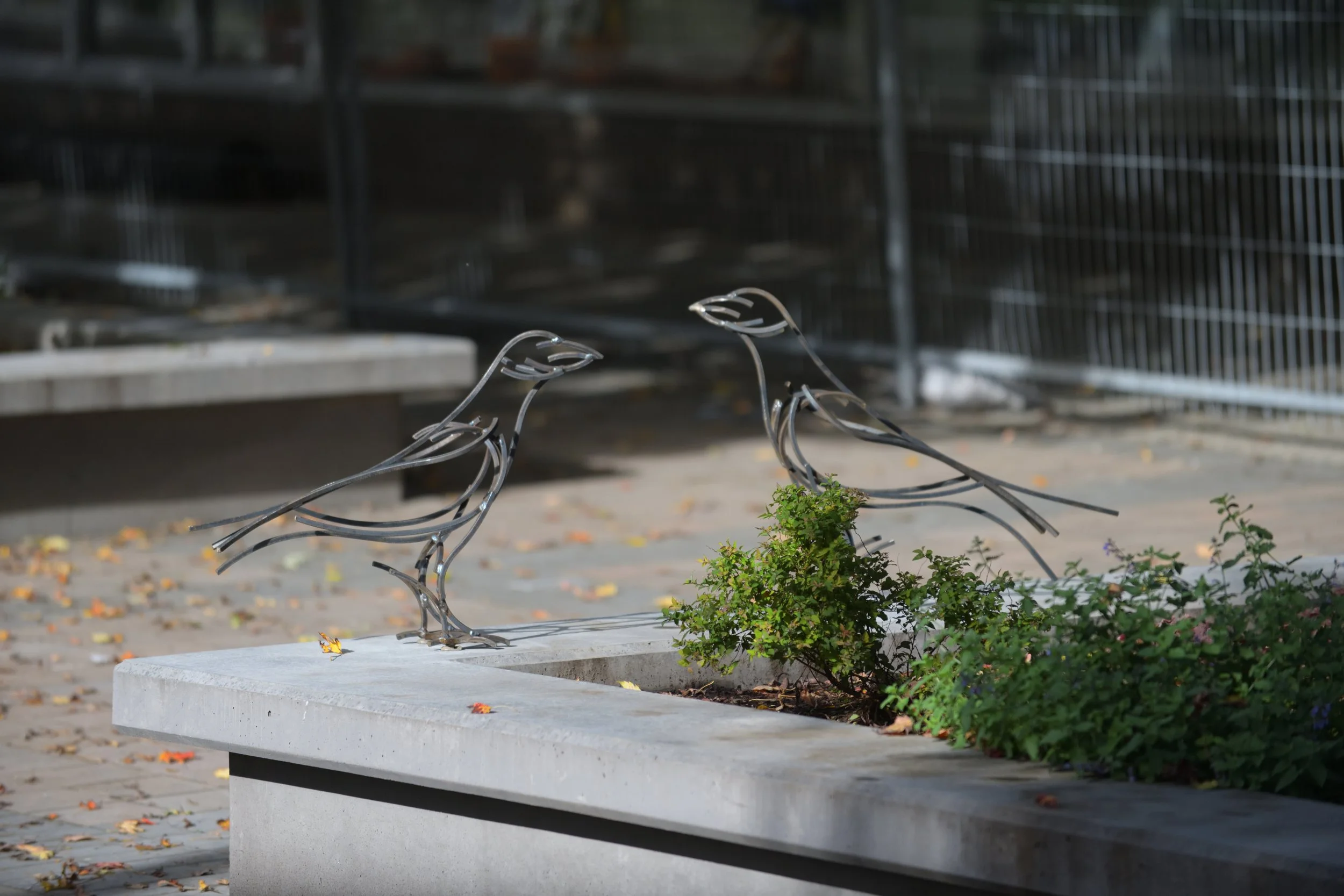 Ravens in downtown kitimat