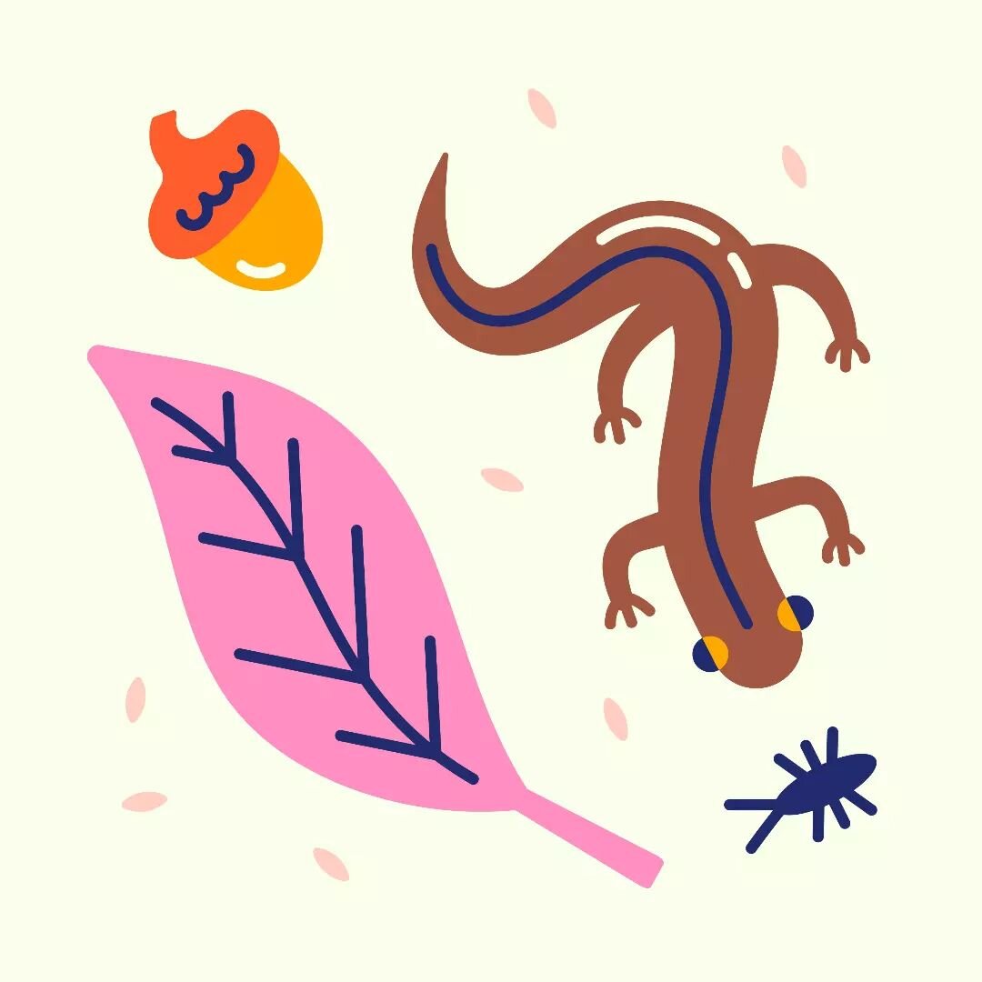 Just thinking about this salamander and her little hands today&nbsp;🦎

Have a happy weekend 😊

#salamander #autumnleaves #acorn #salamanderillustration #fallvibes #autumnvibes #critters #dribbble #geometricillustration #digitalillustration #adobeil