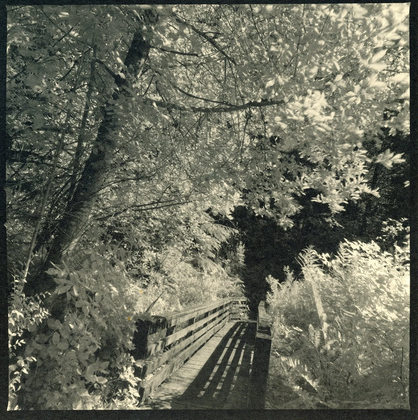 infra red1 07:2620230726_20094502.jpg