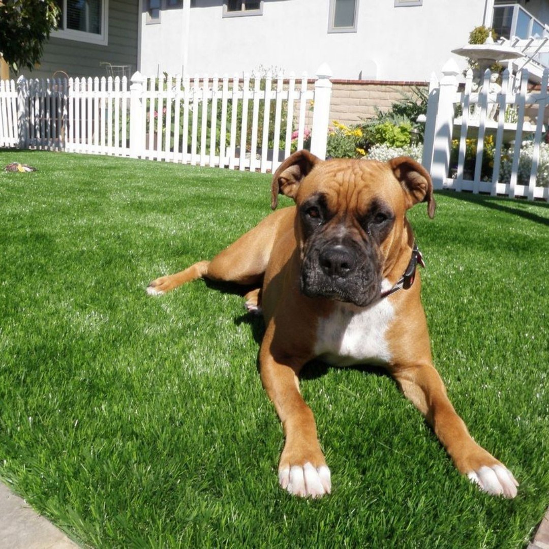 Did you know that we supply pet-specific turf systems at Almanor Landscape Supply? The pet system is durable, safe, low maintenance, AND it looks real! Stop by our office to check out our turf samples in person. 

(530)596-3953
www.turnerexcavatingin