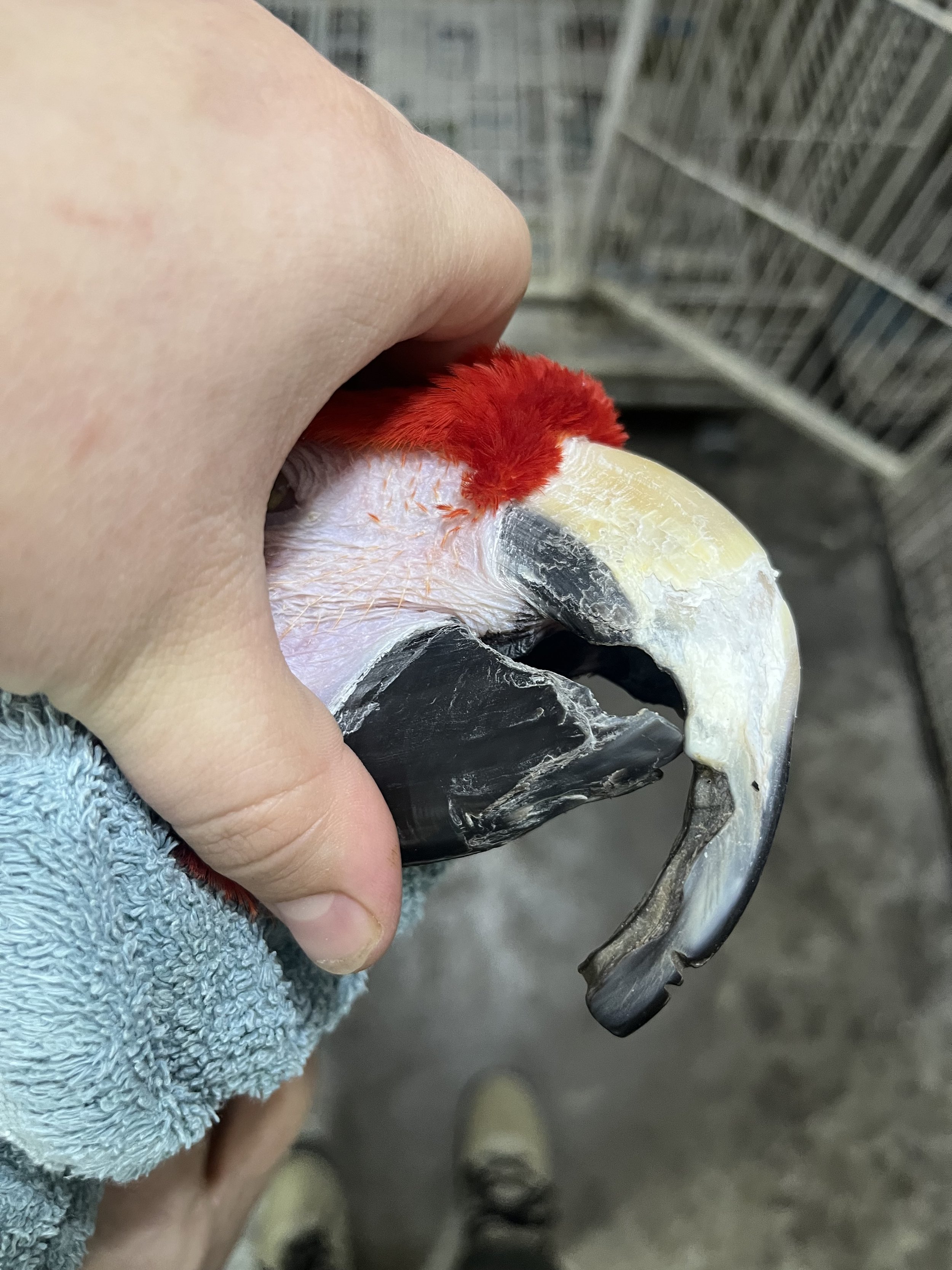 50+ year old Scarlet Macaw