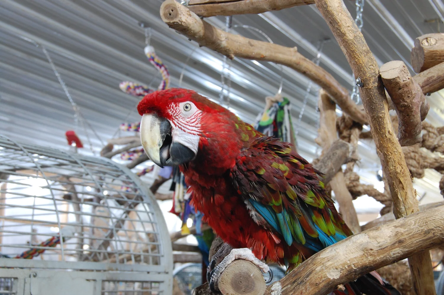 Iowa Parrot Rescue