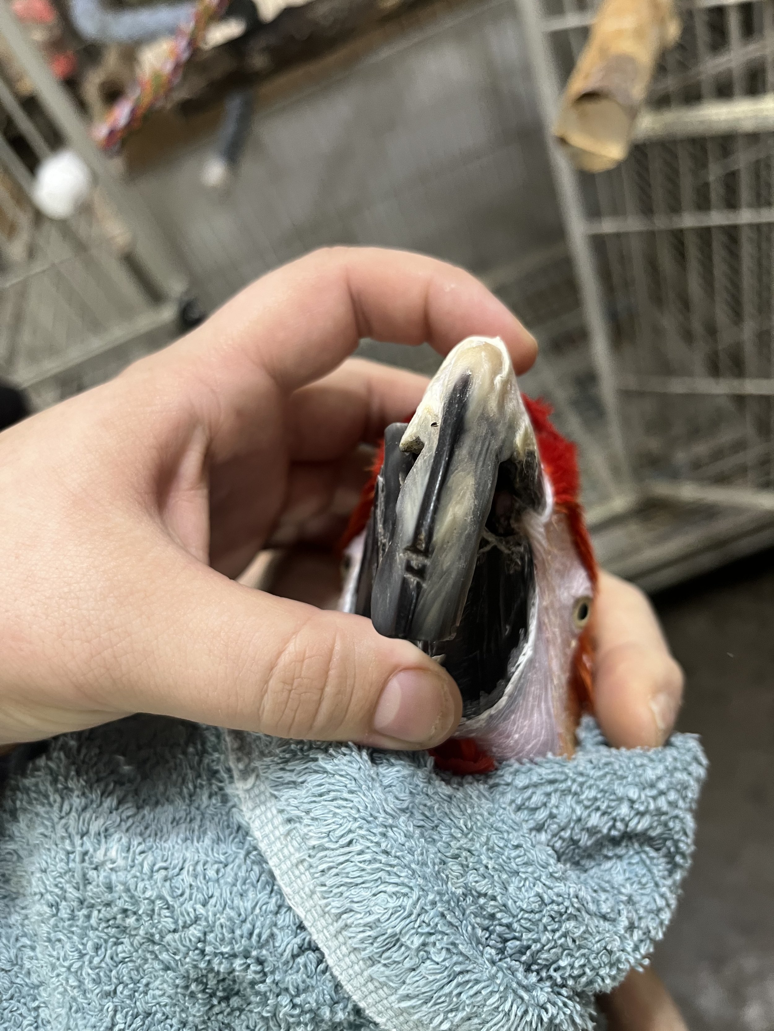 Severe scissor beak deformity and overgrowth