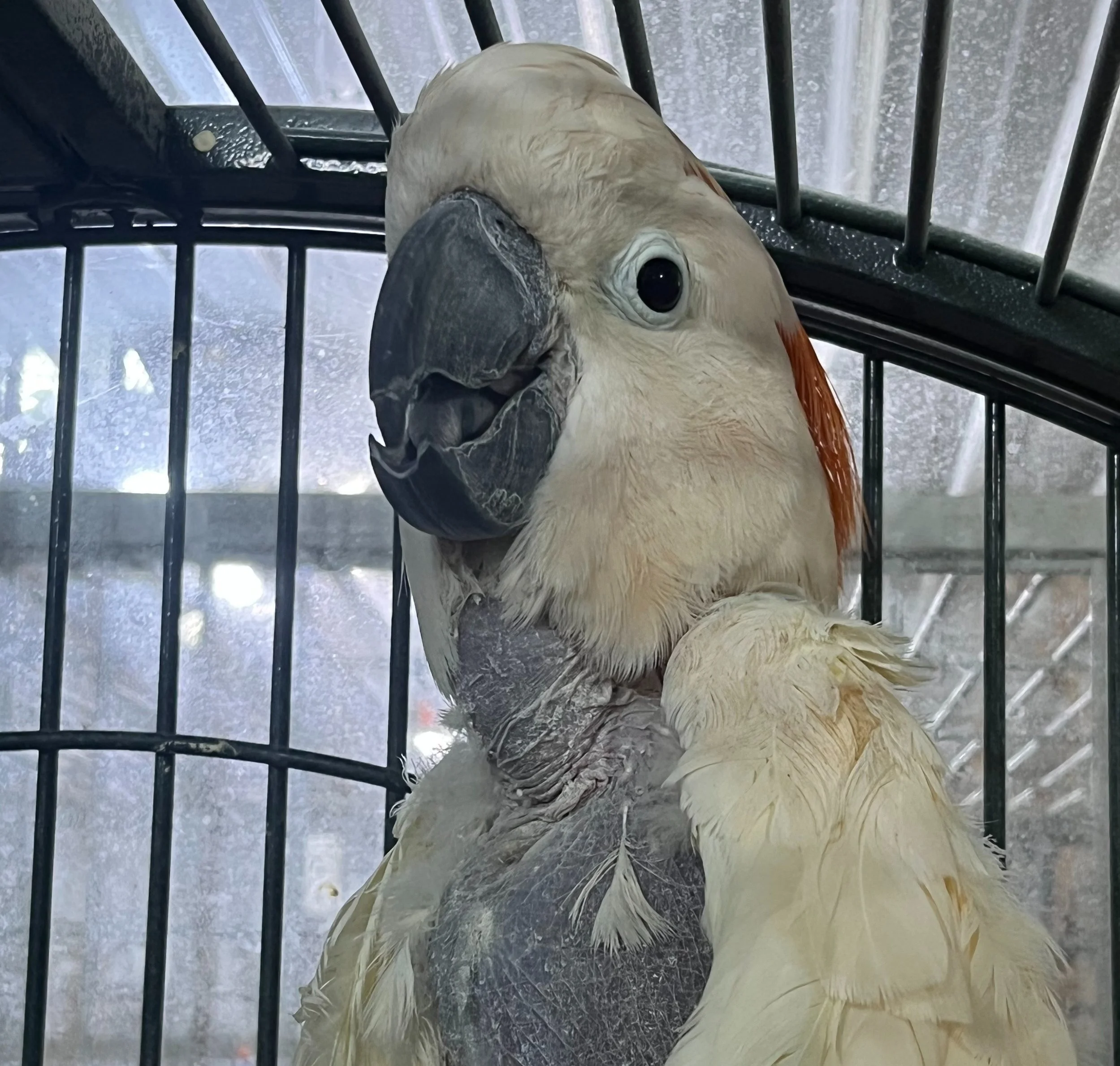 Cockatoos — Iowa Parrot Rescue