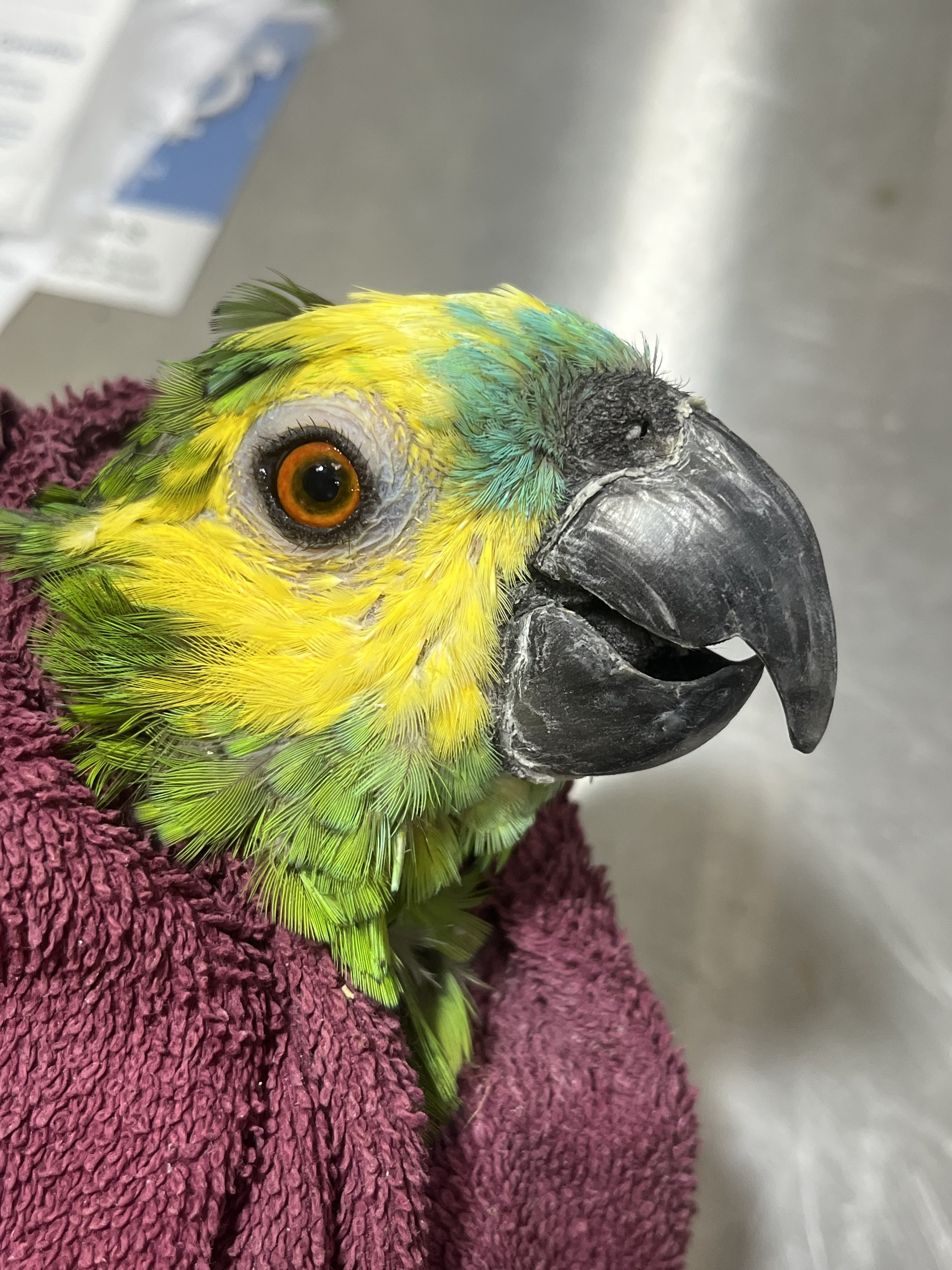 Removed flaking from surface of beak