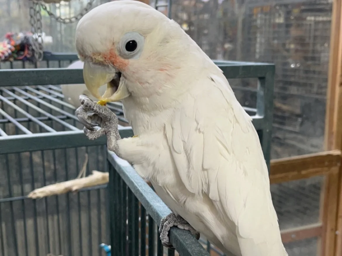 Cockatoos — Iowa Parrot Rescue