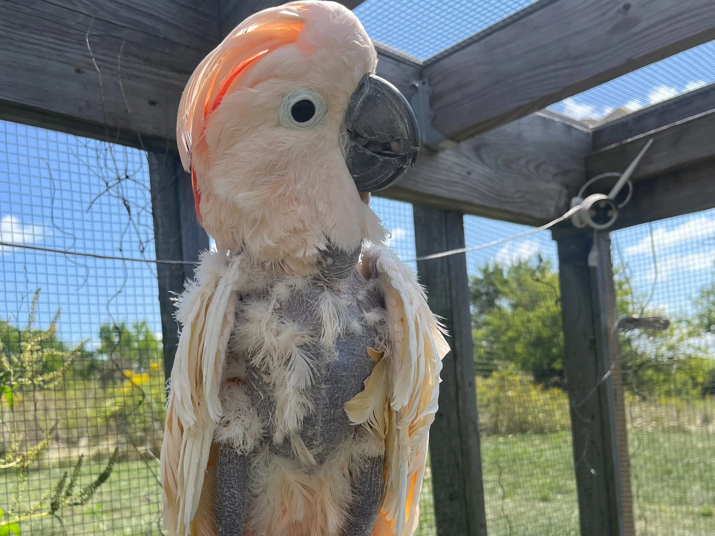 Cockatoos — Iowa Parrot Rescue