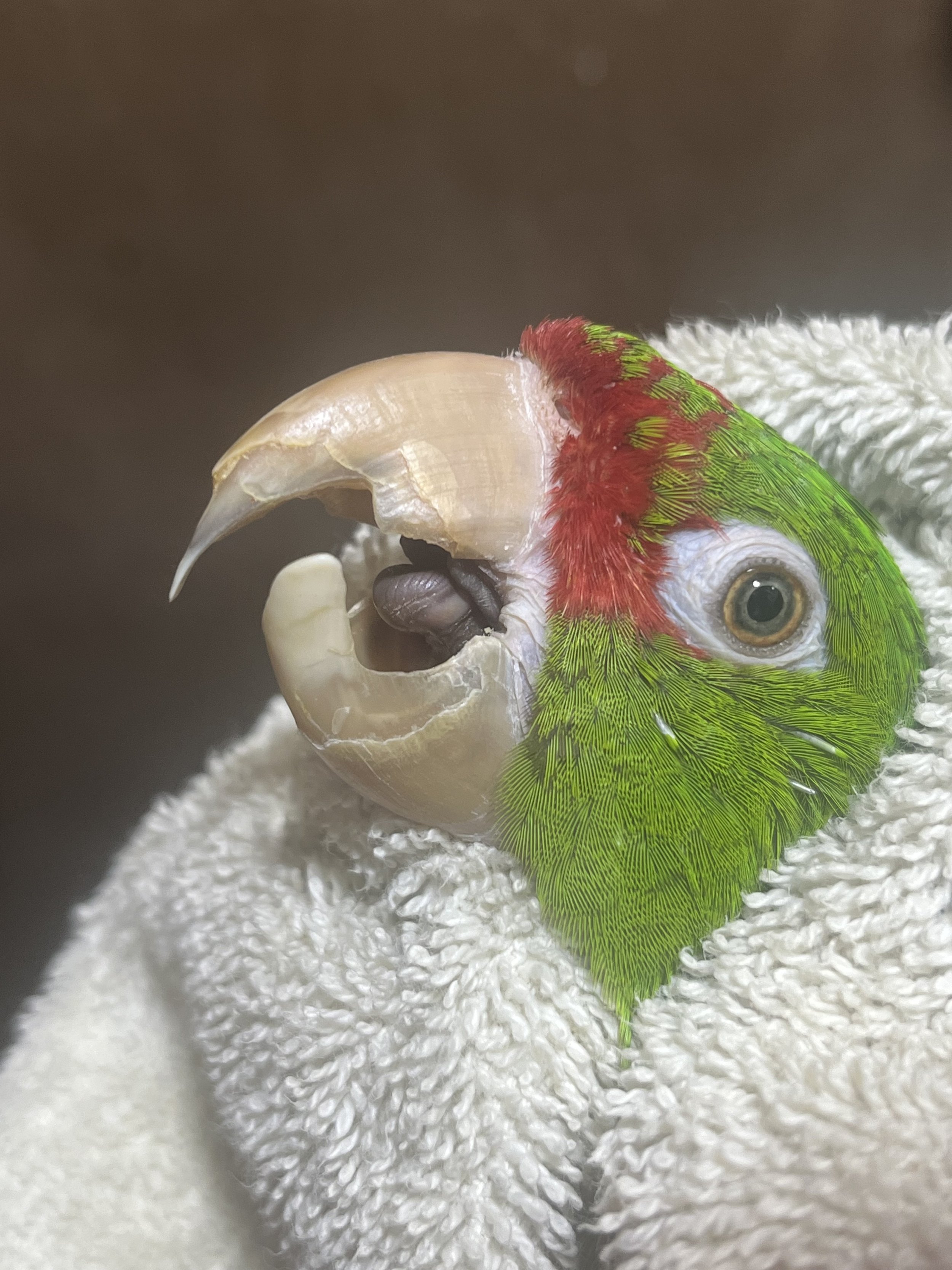26 year old Mitred Conure Hybrid with scissor beak deformity