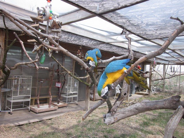 Lots of branches allows them to move from location to location, and explore every inch of the aviary.