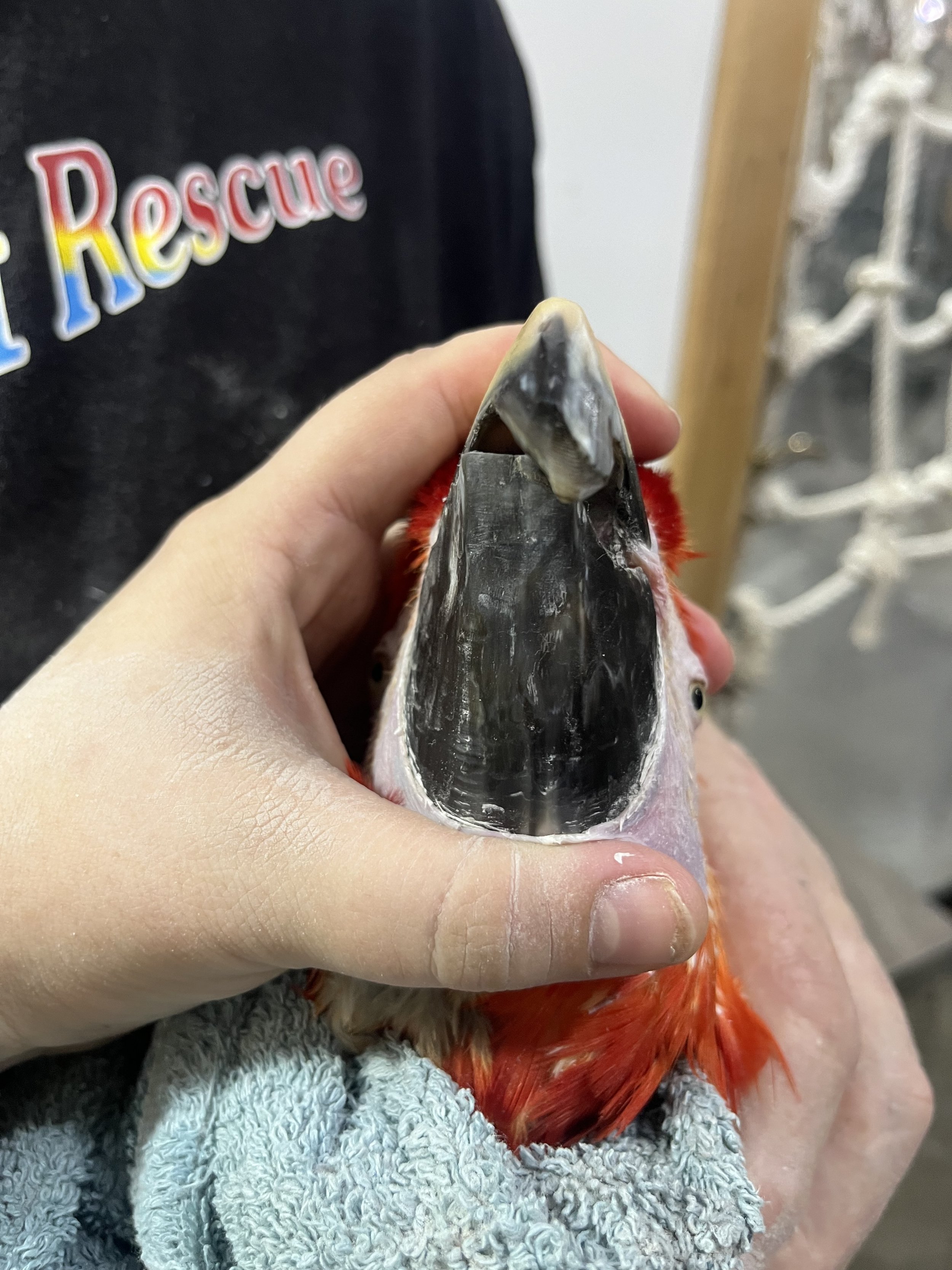The lower beak is at risk of splitting due to being brittle and overgrown. More work is needed on this beak.