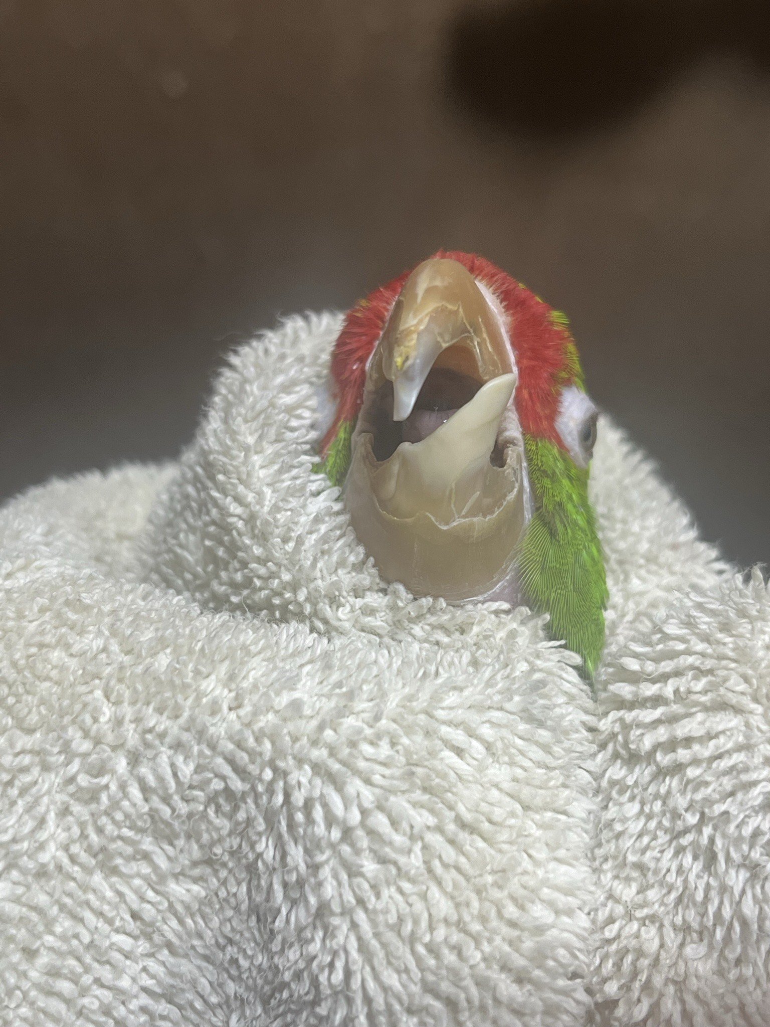 Lower beak grows quicky due to minimal use.
