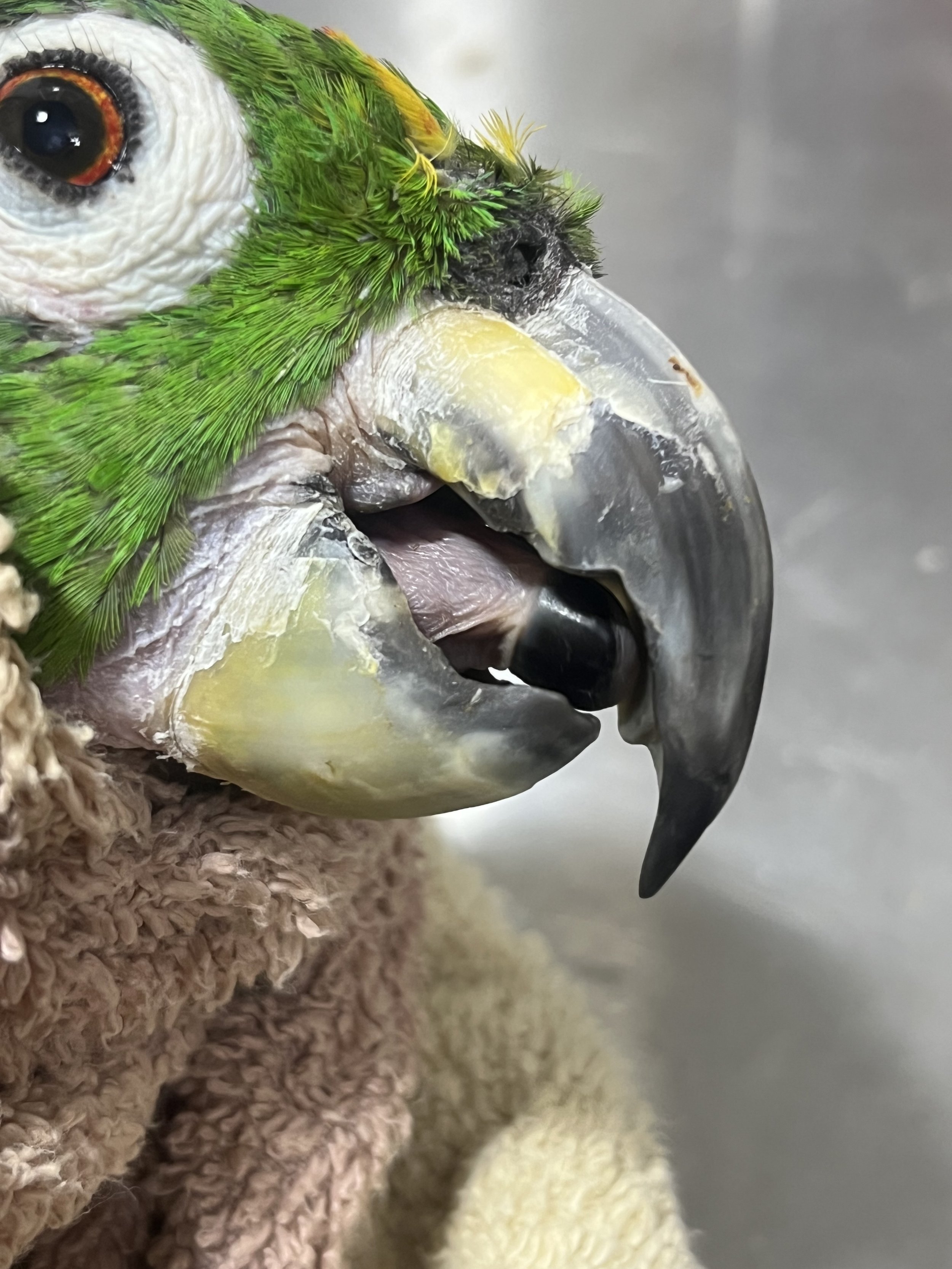 Unknown age Mealy Amazon, flaking and unilateral overgrowth present on upper mandible.