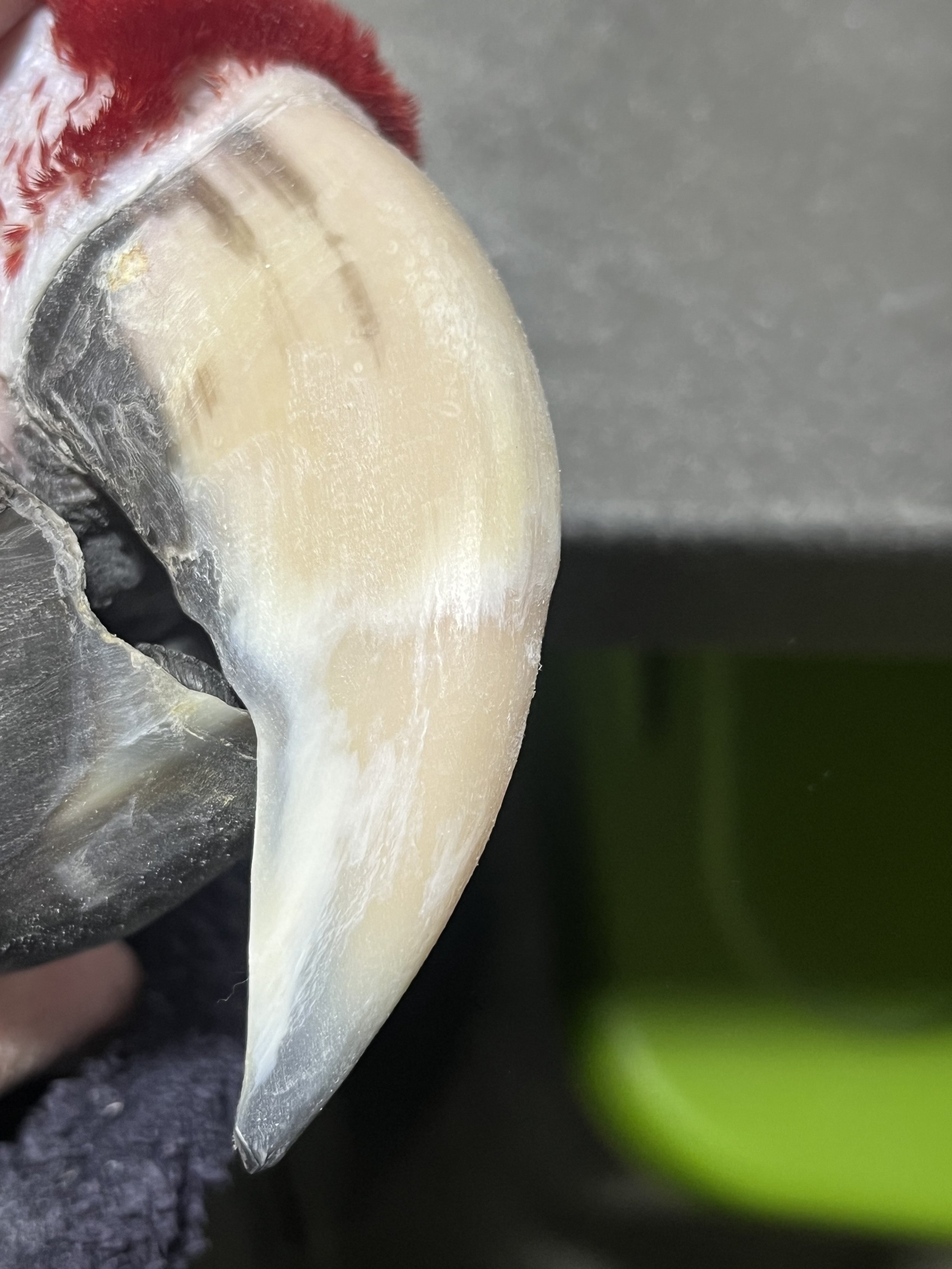 Removed flaking, chips, shortened and shaped the tip.