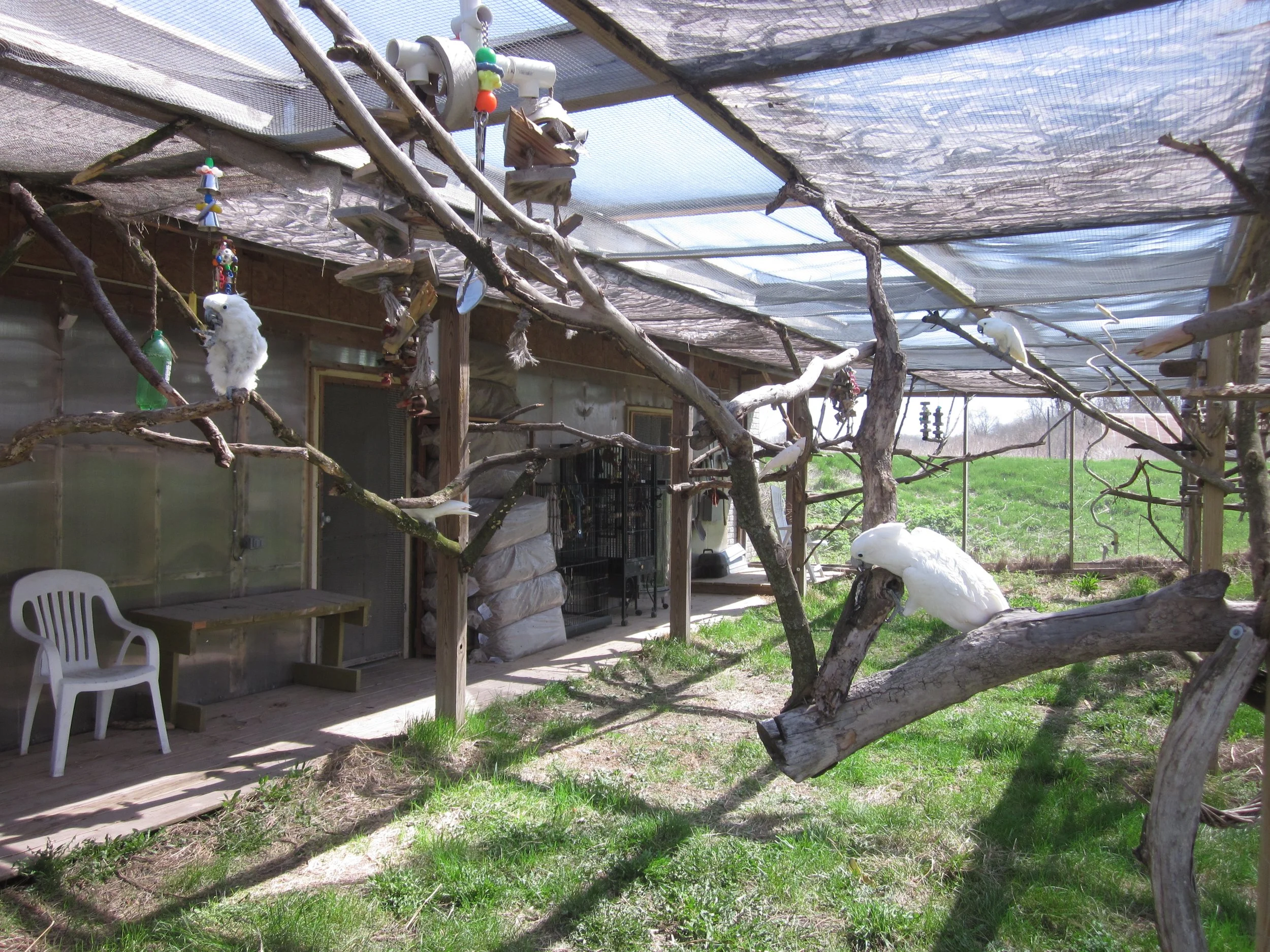 Cockatoos get to chew up everything when they're outside! Or inside... or anywhere they can get their beaks on something, really.