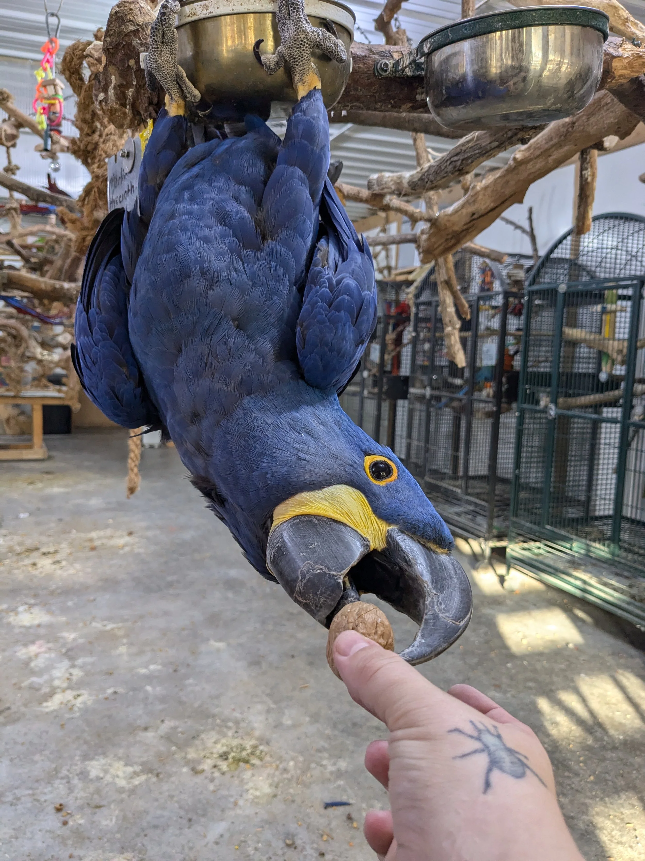 Adopt-a-Bird — Iowa Parrot Rescue