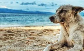 5 Dog-Friendly Activities in Fort Lauderdale, Florida