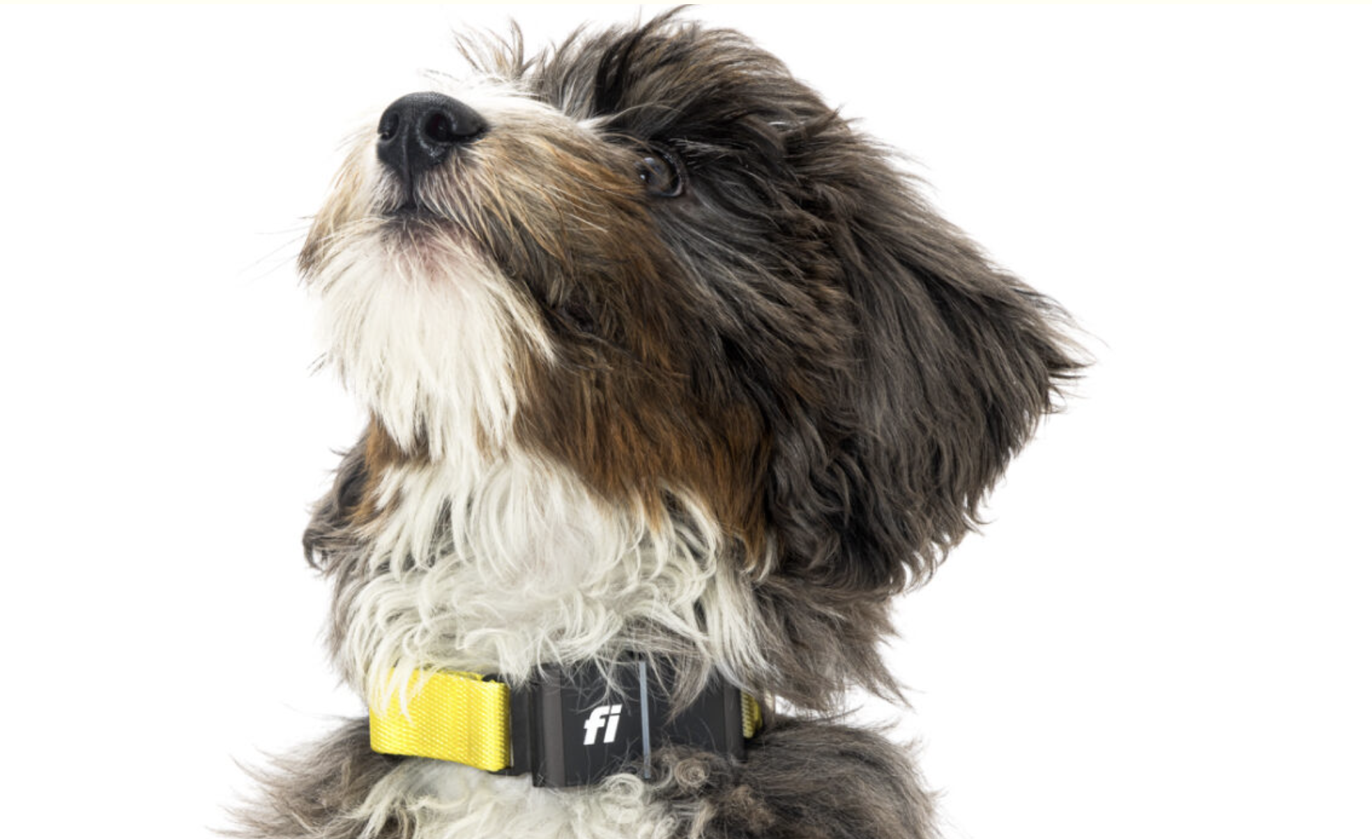 5 Tech Trends Driving the Future of the Pet Industry