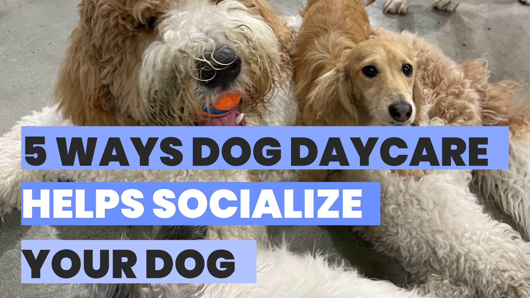 5 Ways Dog Daycare Helps Socialize Your Dog