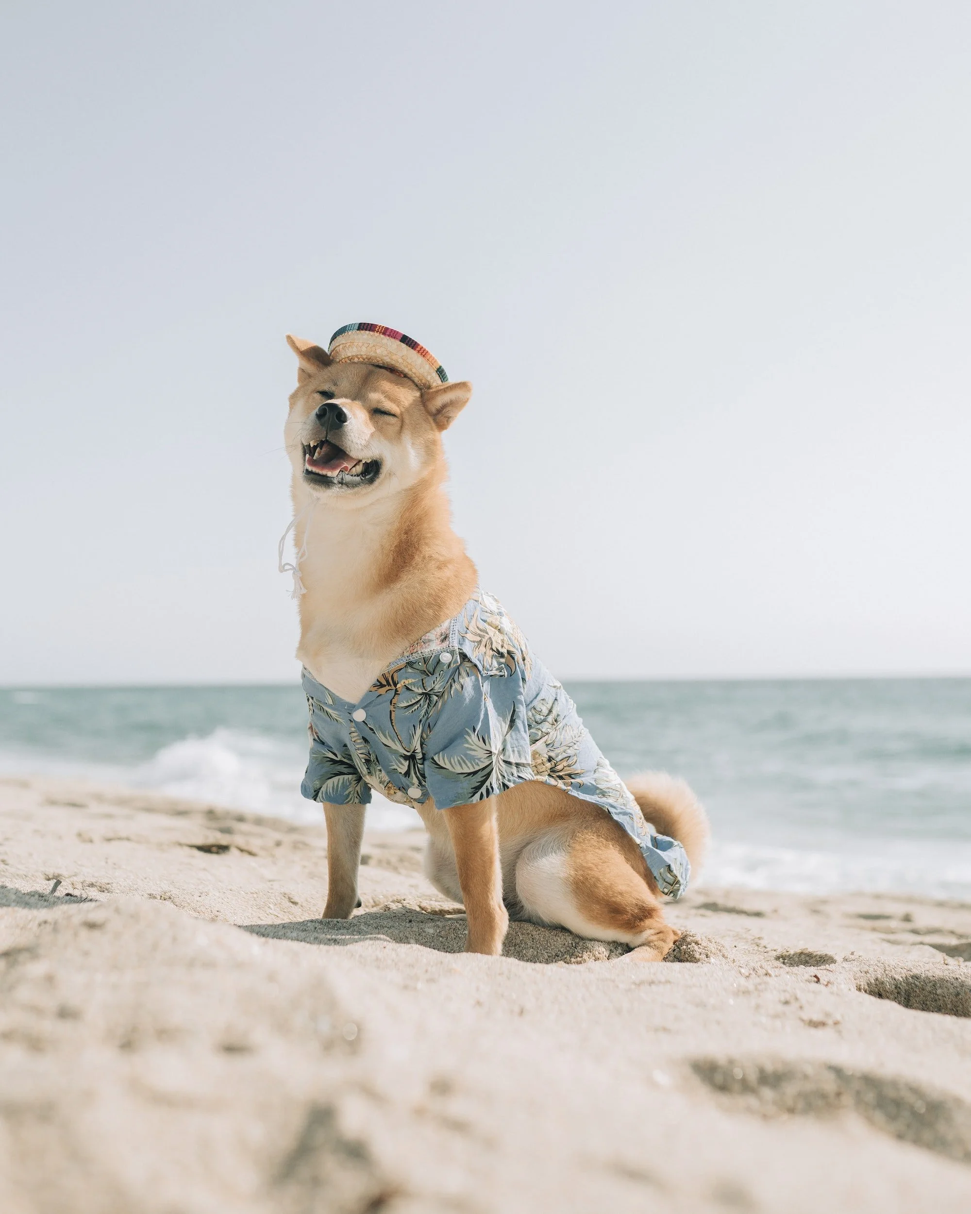 Things to Do with Dogs in Miami