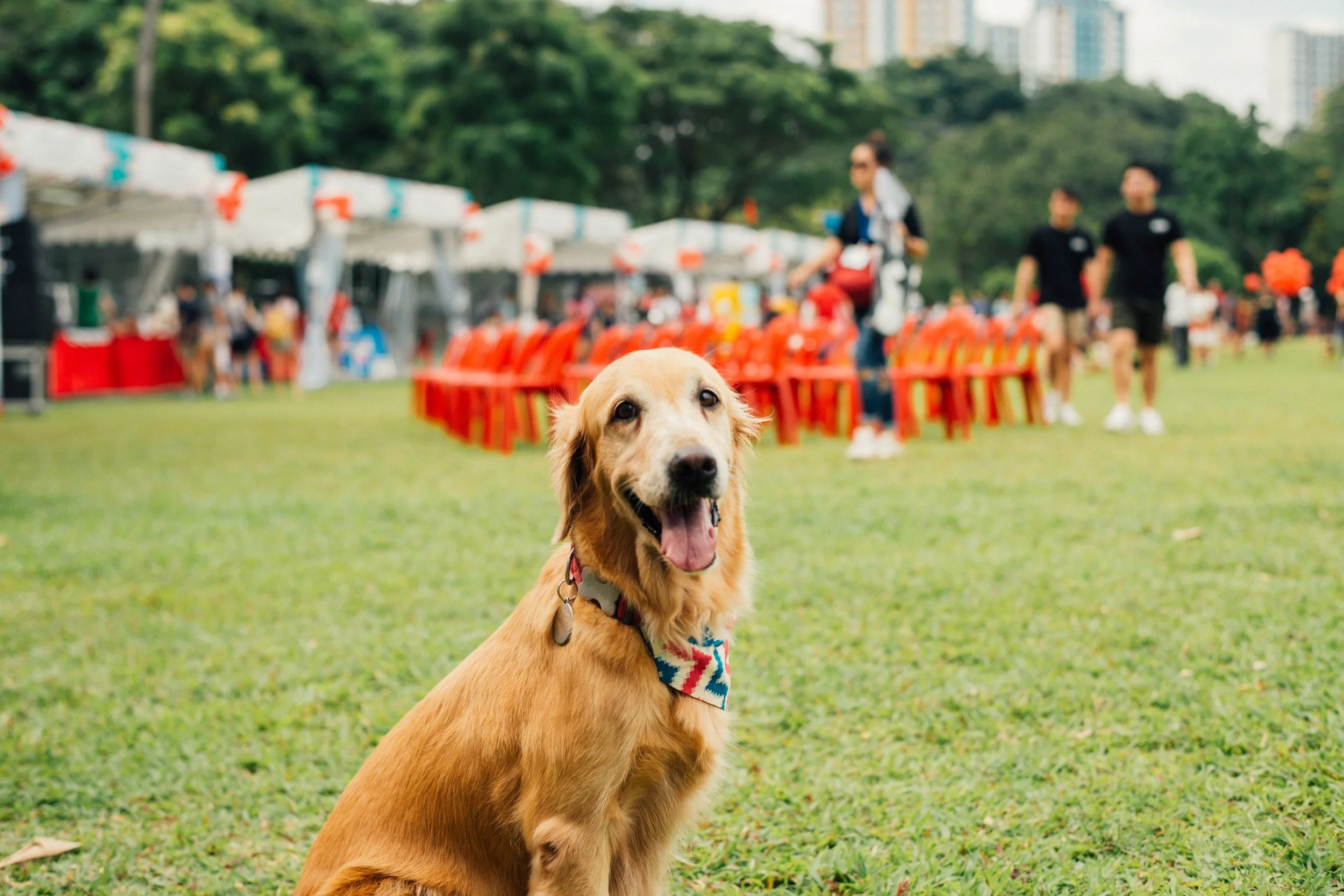 Events for Dogs in Miami