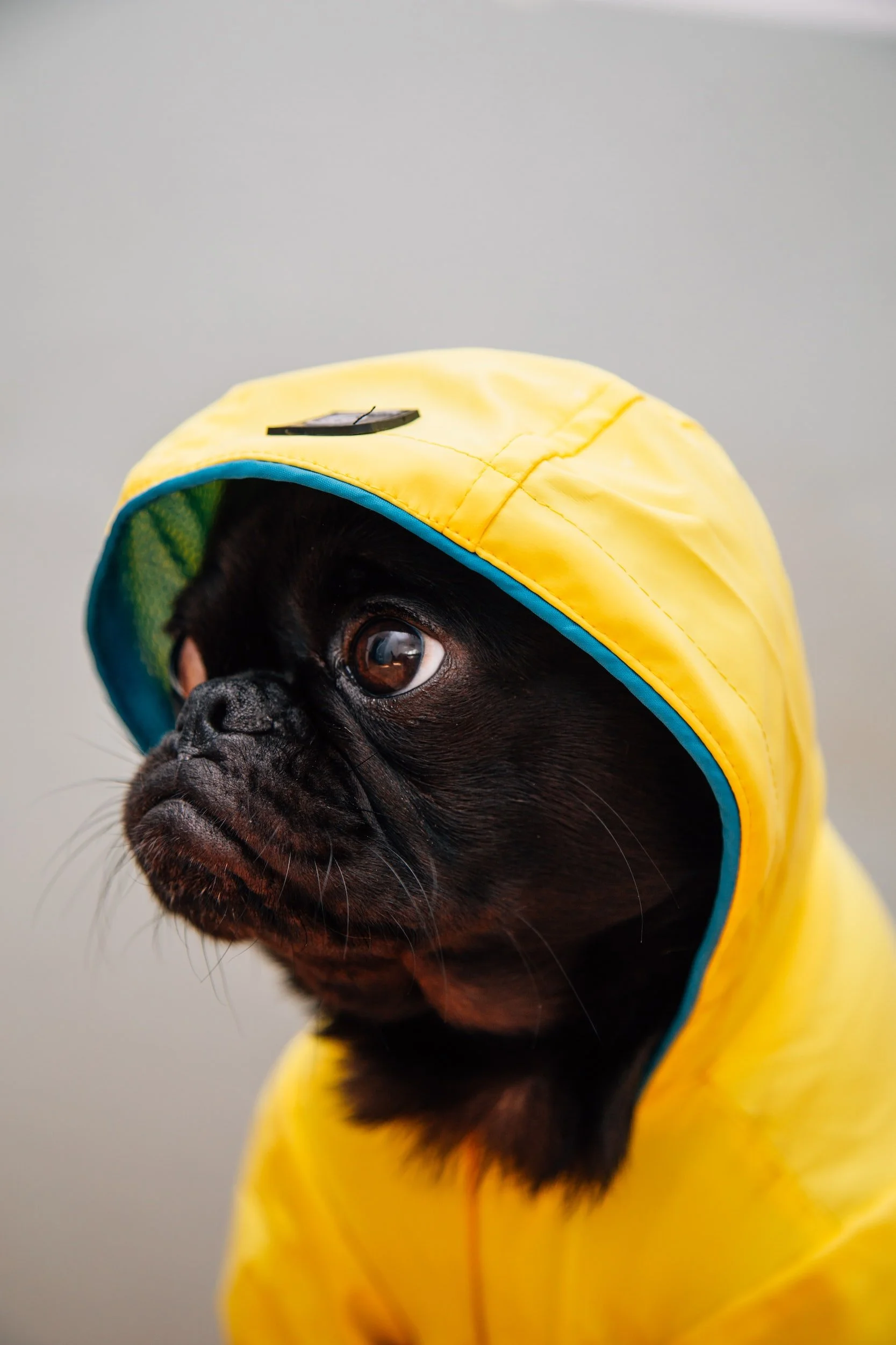 Rain Gear for Dogs