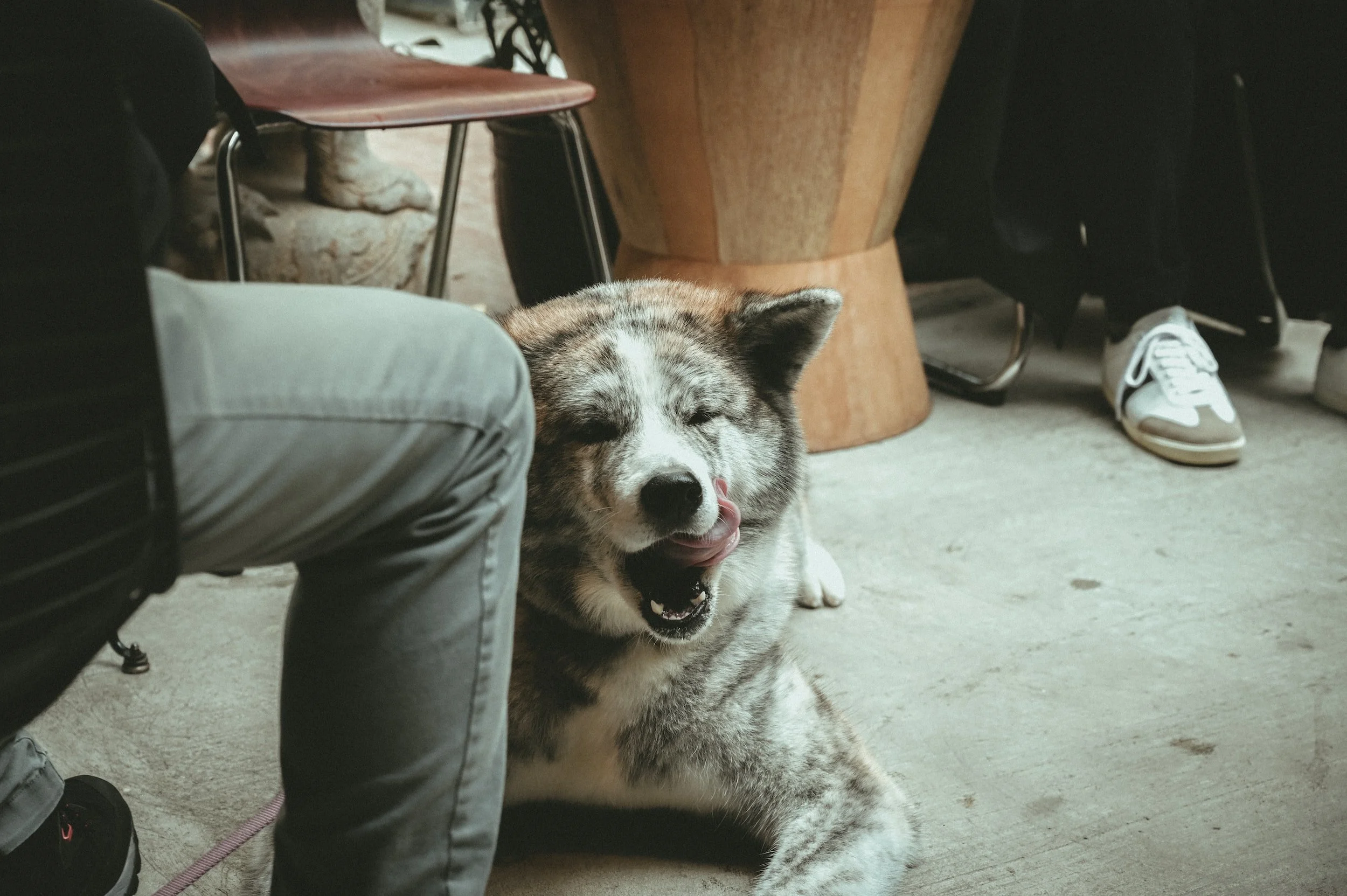 Dog Friendly Coffee Shops &amp; Cafes in Denver