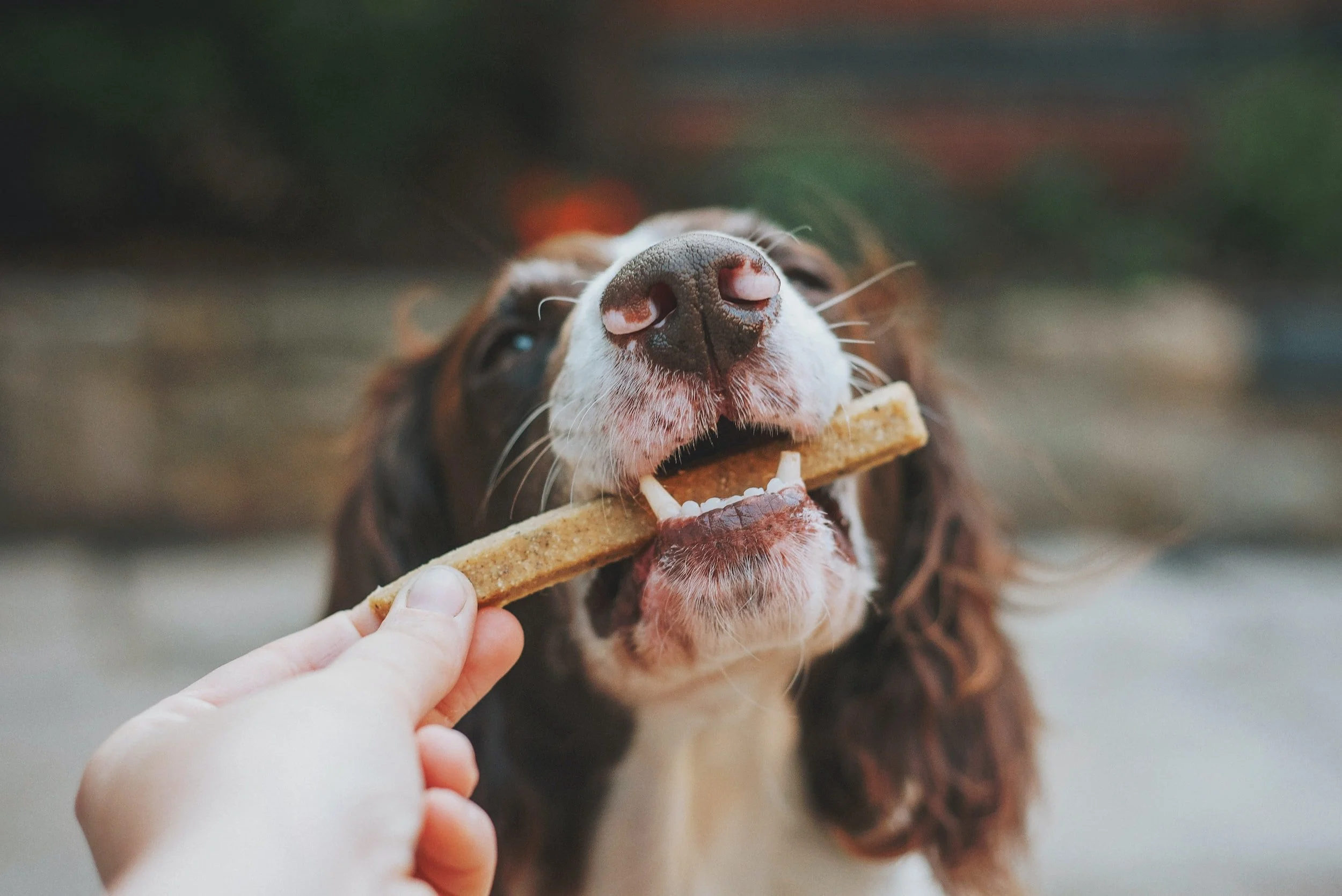 Organic Dog Treats: A Tasty Journey to a Healthier, Happier Pup
