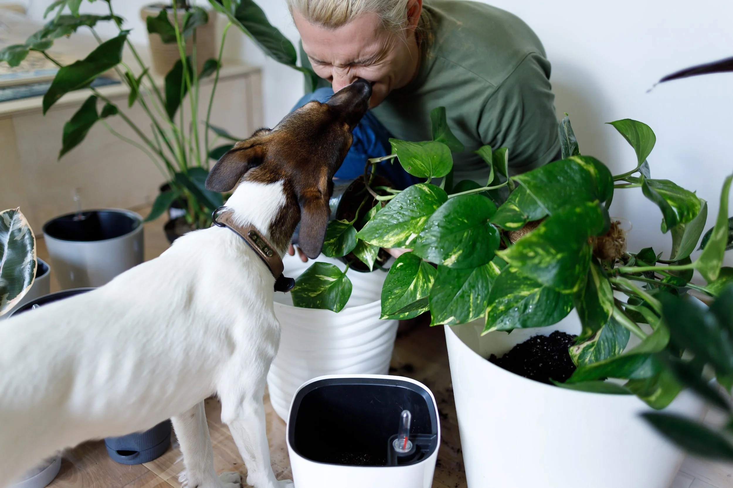 Dog Friendly Plants
