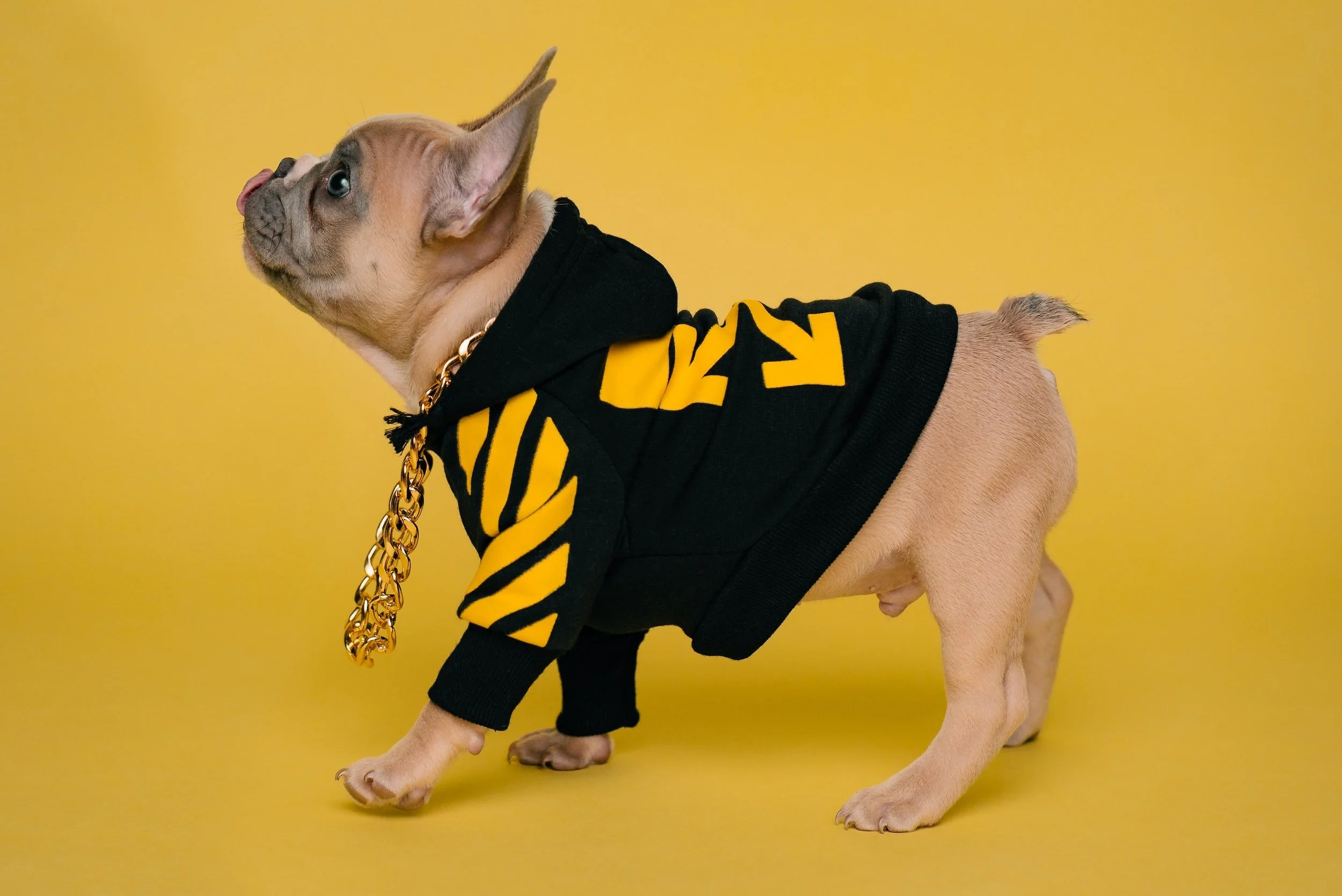 Dog Clothing in Los Angeles