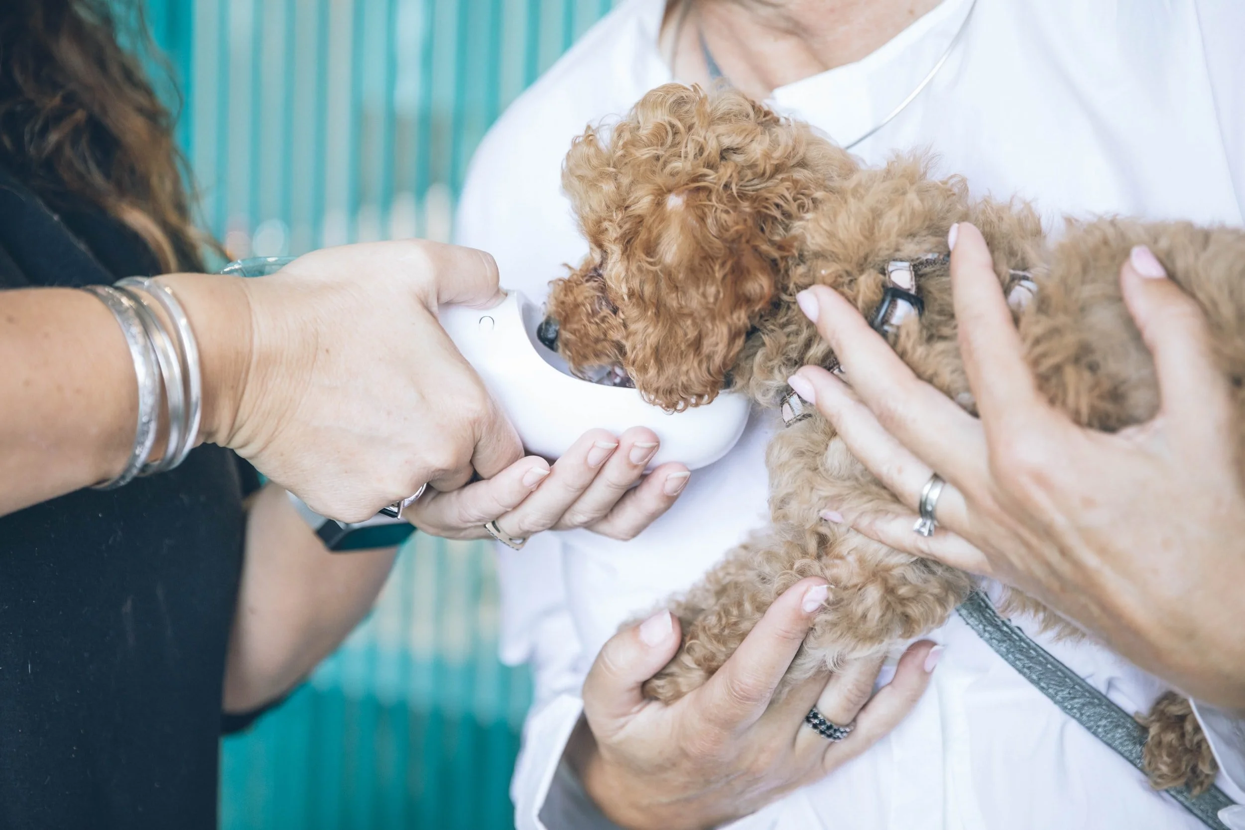 Fort Lauderdale's Finest: A Comprehensive Guide to Top Veterinarians and Animal Hospitals