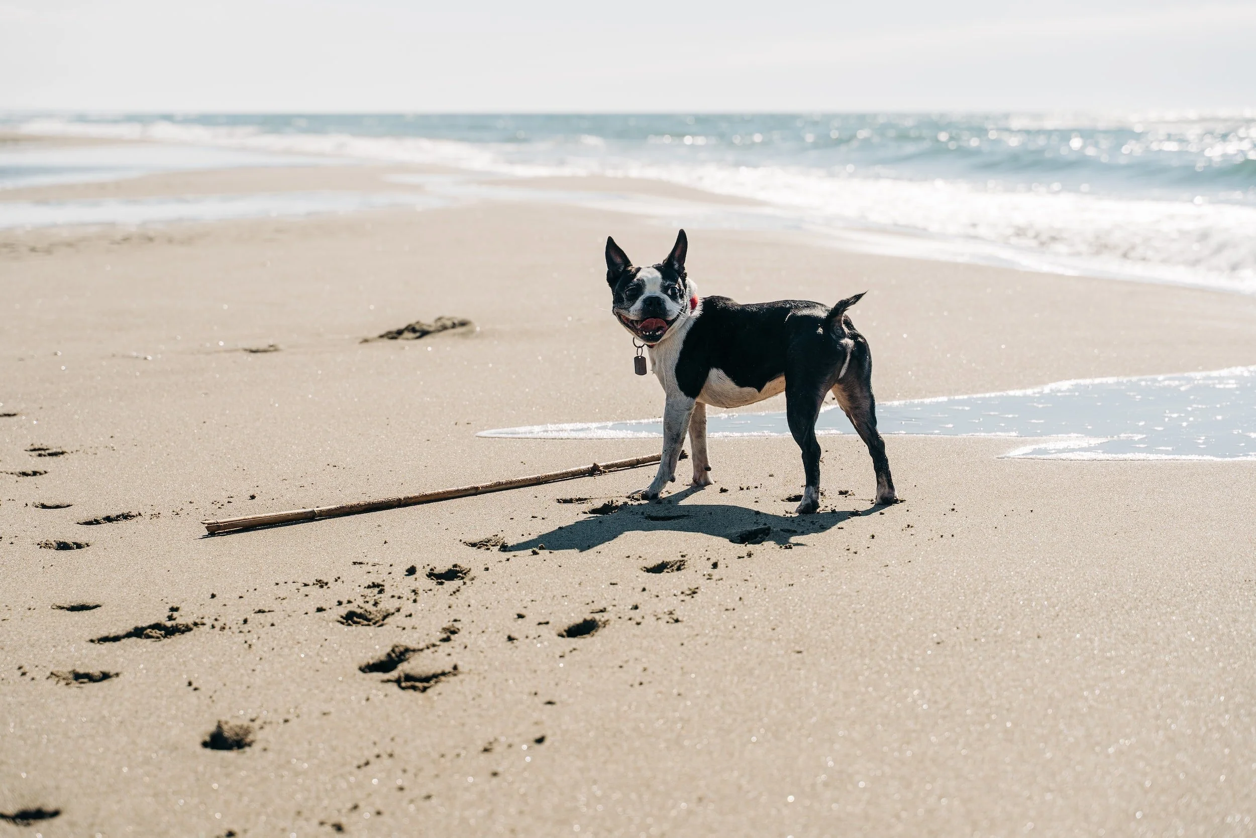 dog on beach on sand with stick