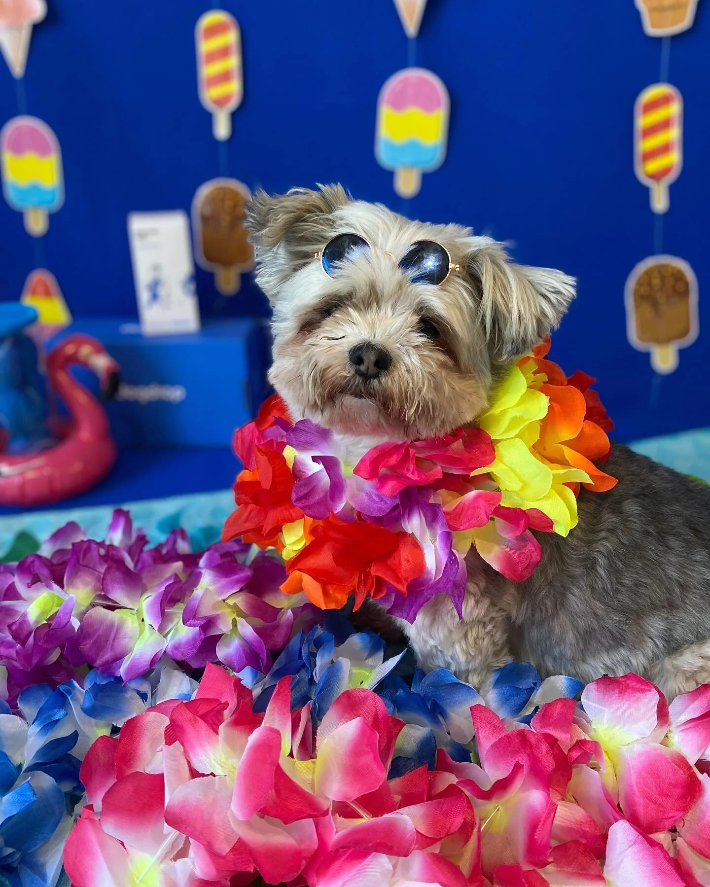 Dog days of summer 😎☀️

Last week&rsquo;s summer photoshoot at @dogdropartsdistrict was too good!! 😍💙

#dogsoflosangeles #dogdrop #dogdaysofsummer #dogdaycarelife #losangelesdogs #dogphotoshoot