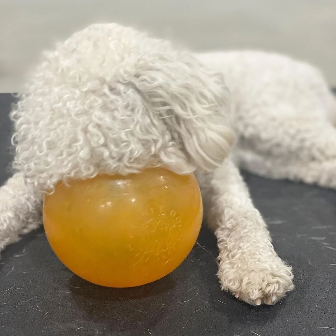 Monday mood&hellip; 😅

#dogsofartsdistrict #dogsoflosangeles #dogdrop #mondayselfie #funnydogsofinstagram #funnydogpics