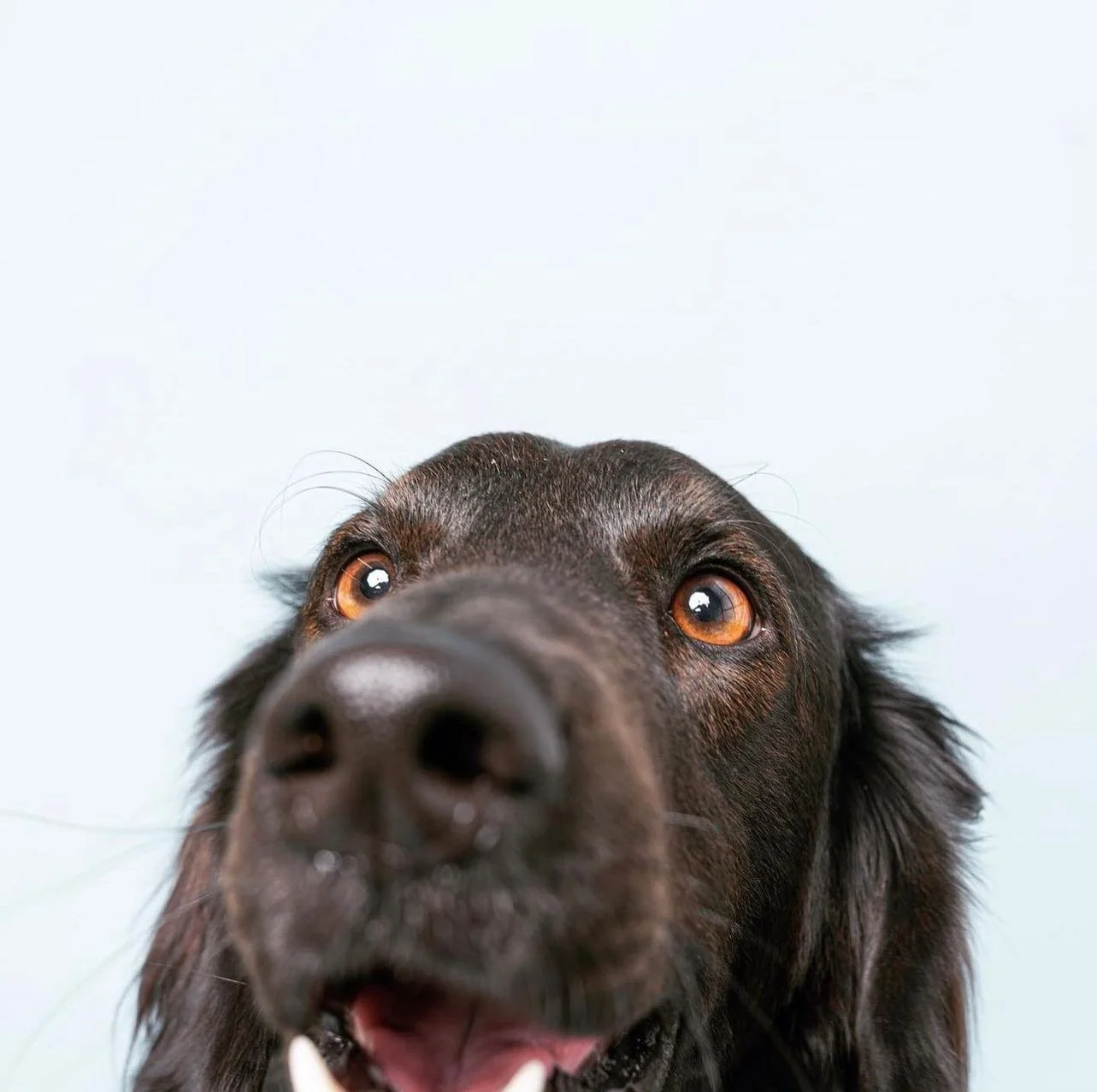 Hellooo, weekend! 👋

#dogsoflosangeles #dogtography #dogdrop #dogdaysofsummer #dogdaycarelife #dogsofla