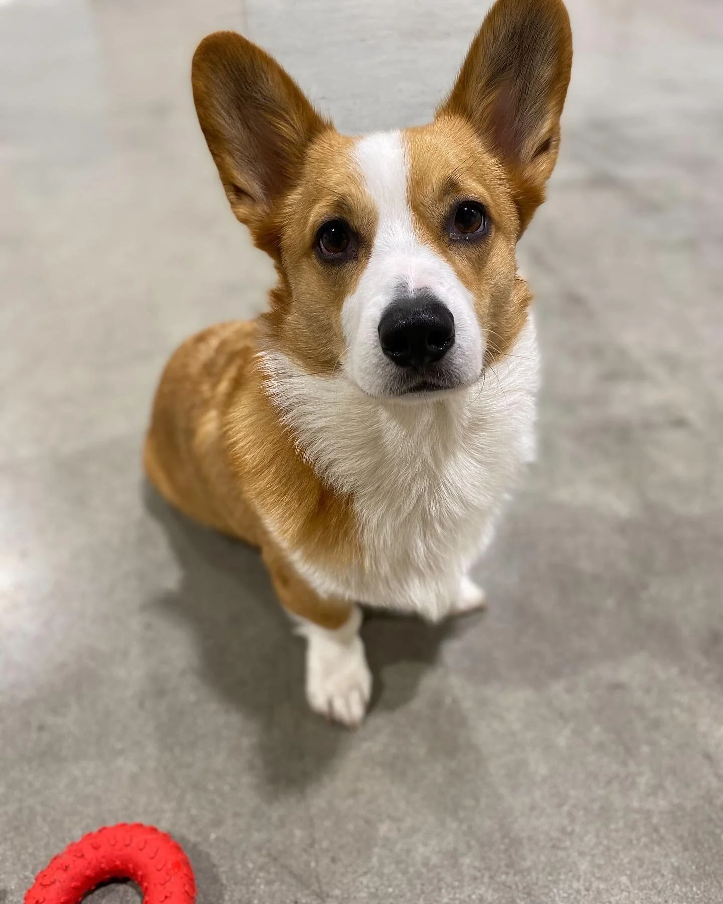 Happy National Dog Day from the dogs of Dogdrop! 🐕💙

#dogdrop #dogsoflosangeles #dogsofinstagram #dogdaycarelife #doggiedaycare #nationaldogday #nationaldogday🐶