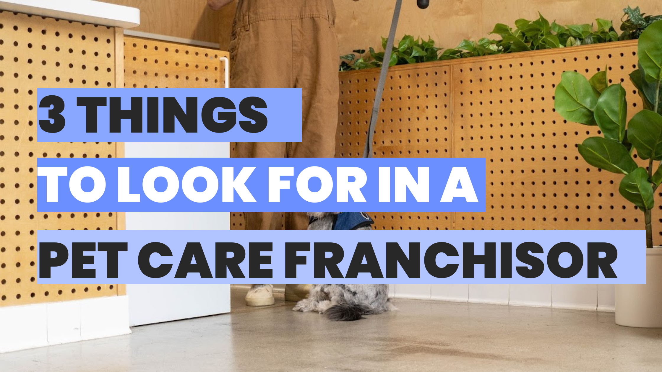 What to Look for in a Pet Care Franchisor