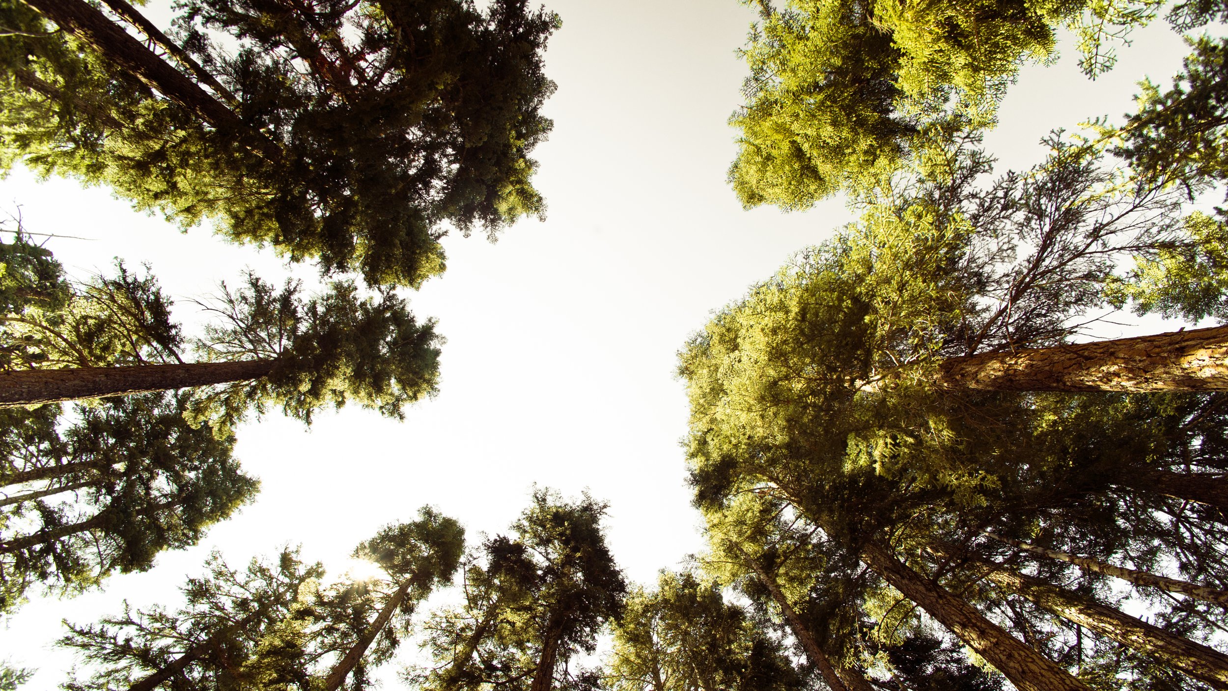 SCI 2011_JMT-1210.jpg