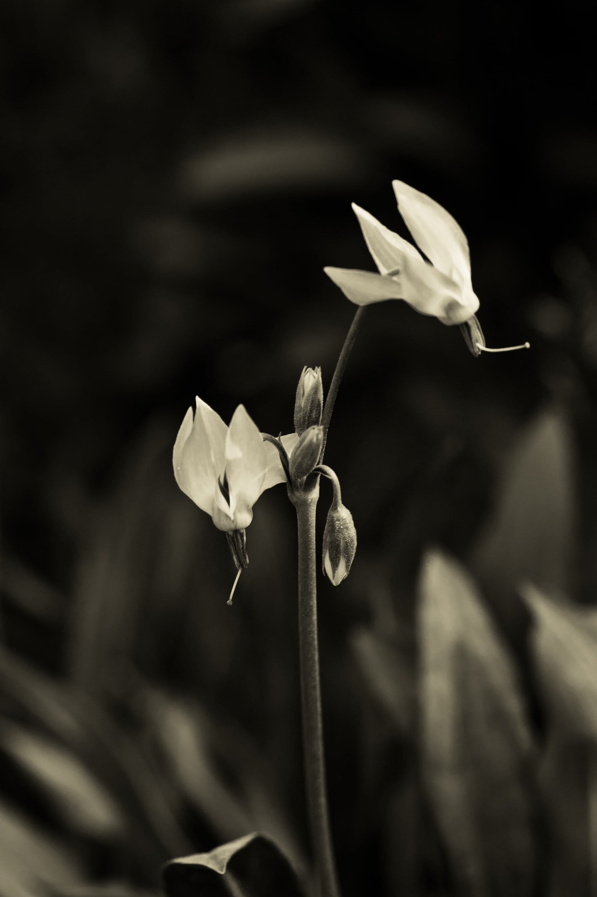 SCI 2011_JMT-2034.jpg