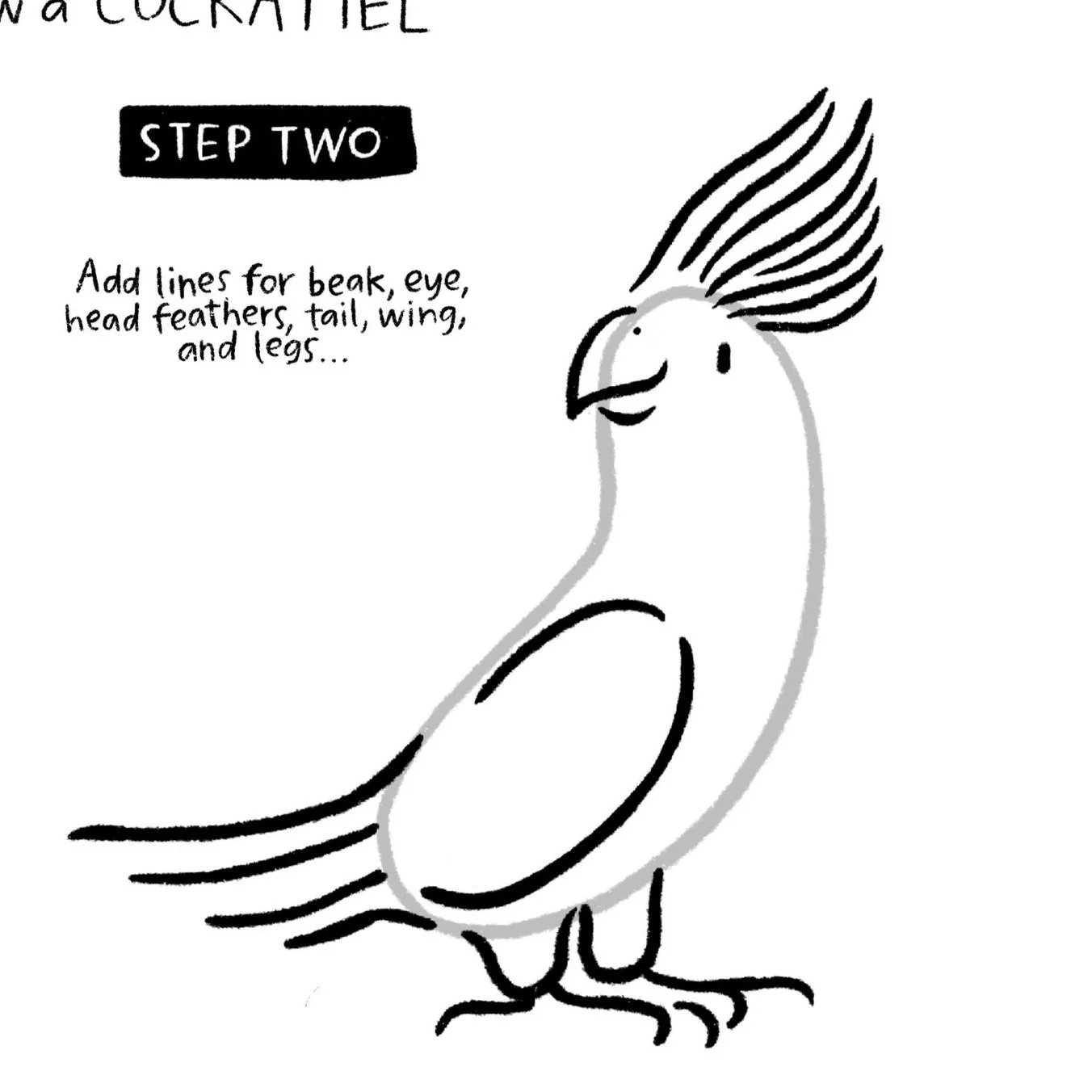 Drawing of a cockatiel with lines added for beak, eye, head feathers, tail, wing, and legs, with instructional text.