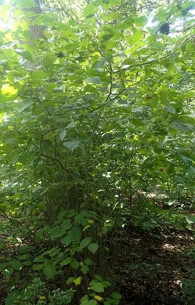 corylusamericana2.jpg